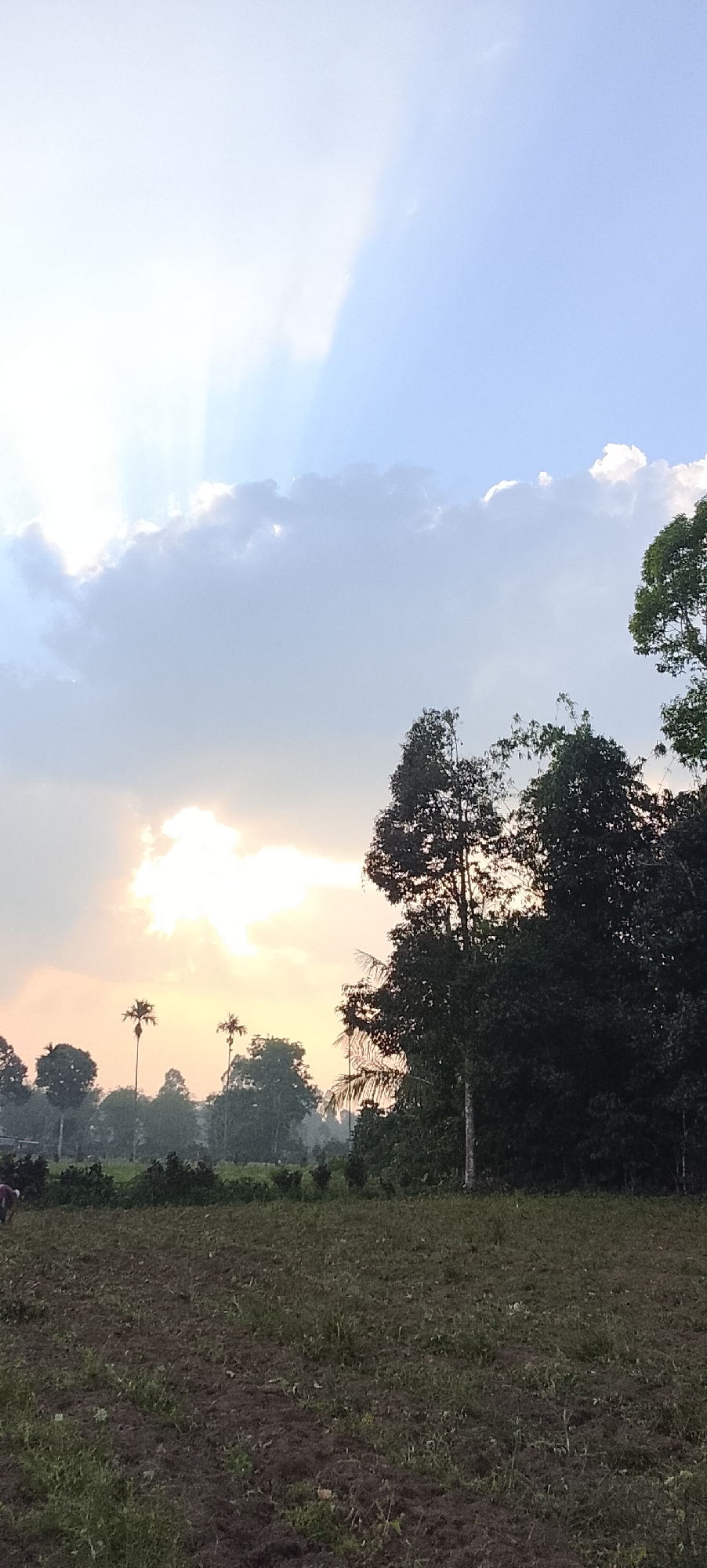 The image captures a rural landscape in Padang Dalom, Indonesia, during what appears to be late afternoon or early morning. The sky is a prominent feature, with soft, diffused sunlight breaking through clouds, creating visible sunbeams. The clouds themselves are a mix of light and dark gray, with brighter areas where the sun is more intensely filtered.
In the foreground, a freshly tilled field of dark soil is visible, interspersed with patches of short green grass. The field extends towards the middle ground, where a line of trees creates a natural border. Among these trees are several tall, slender palm trees, easily identifiable by their distinctive fronds. There are also denser clusters of trees with dark green foliage, some of which appear to be quite large and mature.
On the far left side of the image, a small portion of a person in dark clothing is visible, seemingly working in or near the field. The overall impression is one of a tranquil, natural setting, likely a farm or agricultural area, bathed in the soft light of dawn or dusk. The environment suggests a rural community, possibly a village or settlement, given the presence of cultivated land and a person engaged in outdoor activity.