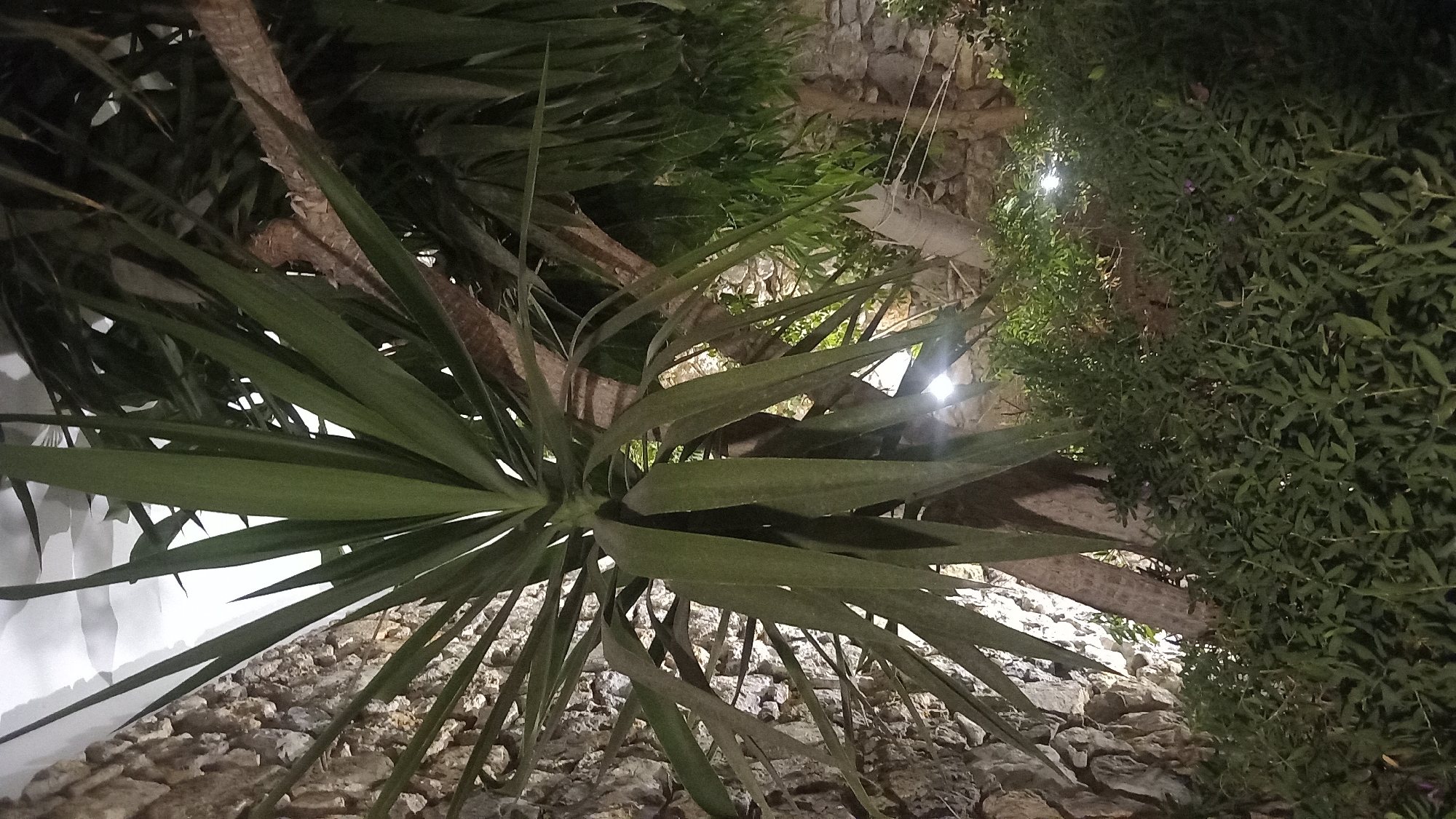 The image shows a yucca plant with long, green, sword-like leaves in the foreground. The plant's thick, woody trunk is visible, and its leaves fan out from the top. Behind the yucca, there are more trees and lush green bushes. A rough, stone wall is on the left side of the image, and the scene is illuminated by artificial lights, suggesting it is nighttime. The overall impression is of an outdoor garden or courtyard setting. The specific location in Kos, Greece is not discernible from the image itself, but the presence of Mediterranean vegetation and stone architecture is consistent with the region. There are no people or visible animals in the image.