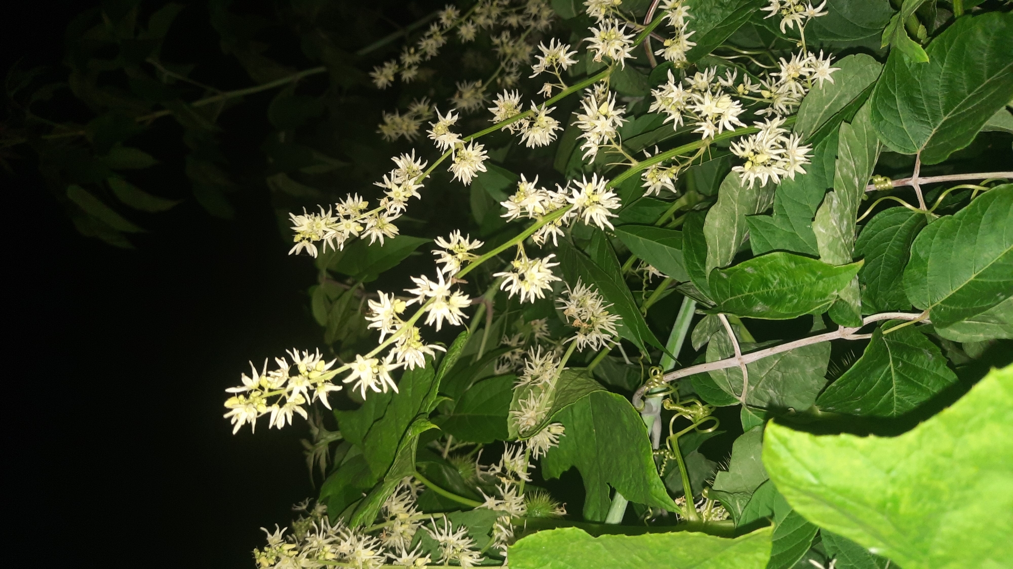 In the city of Shklov, Belarus, a close-up, eye-level shot captures a vine with numerous small, white flowers set against a dark, out-of-focus background. The flowers are delicate and star-shaped with thin petals. Lush green leaves of varying sizes and shapes are interspersed throughout the frame, some in sharp focus and others blurred. Several tendrils of the vine are visible, some appearing to be climbing or intertwining. The lighting suggests the image was taken at night, possibly with artificial light illuminating the foreground. There are no people or animals present in the scene.