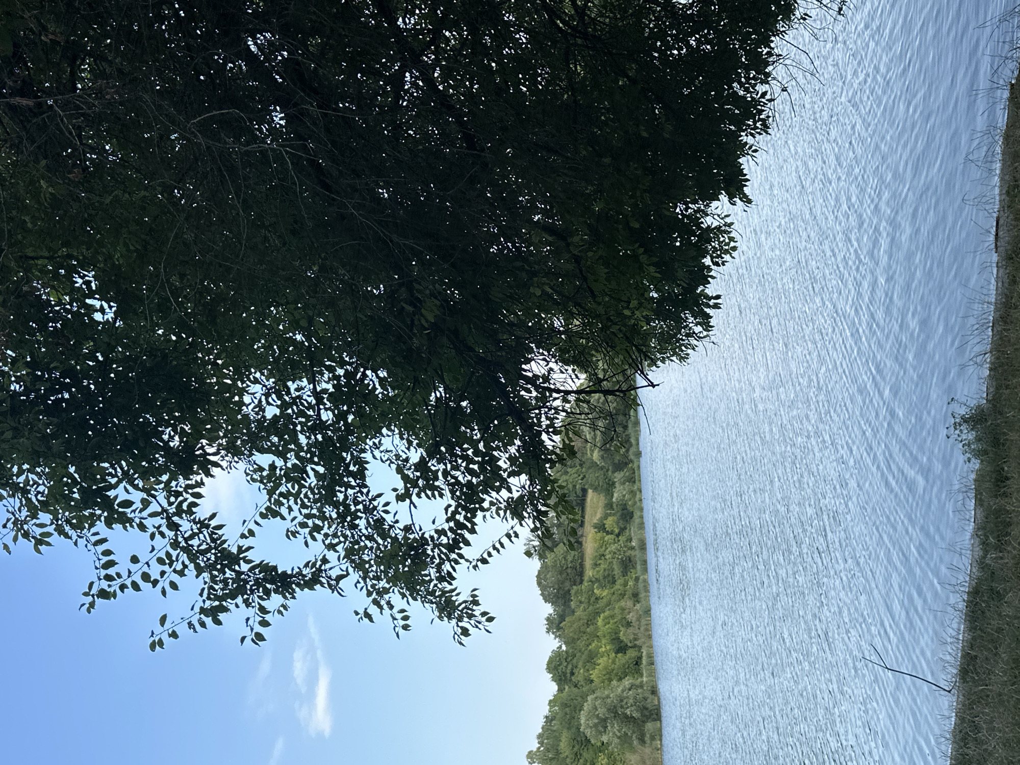 The image depicts a natural landscape scene, likely near Makiv, Ukraine, characterized by a body of water, lush vegetation, and a clear sky. A large tree with dense foliage dominates the foreground, partially obscuring the view. The water, which appears to be a lake or river, is a calm blue with gentle ripples. The far bank is lined with a variety of trees and greenery, suggesting a rural or park-like setting. The sky is a bright blue with a few wispy clouds, indicating fair weather. The overall impression is one of peaceful natural beauty.