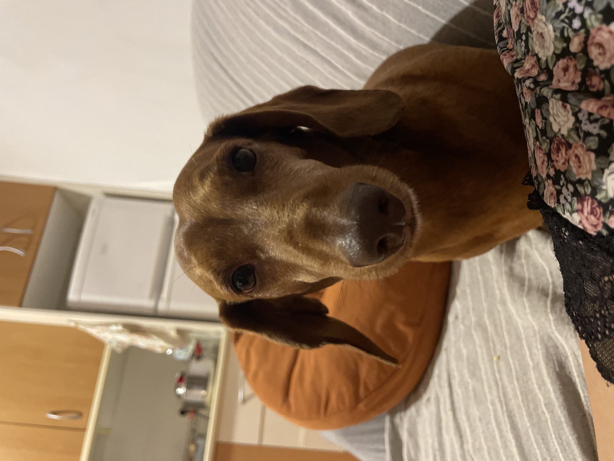 An adult male, brown Dachshund dog is positioned in the foreground, looking directly at the camera. The dog is seated on a grey, striped couch, with an orange circular cushion visible behind its left side. The background shows kitchen cabinets with silver handles and white appliances. A person's arm, adorned with a floral pattern fabric and black lace, is visible in the lower right corner of the frame. The scene appears to be an indoor domestic setting, likely a living room or kitchen area, within a residence in La Línea de la Concepción, Spain.