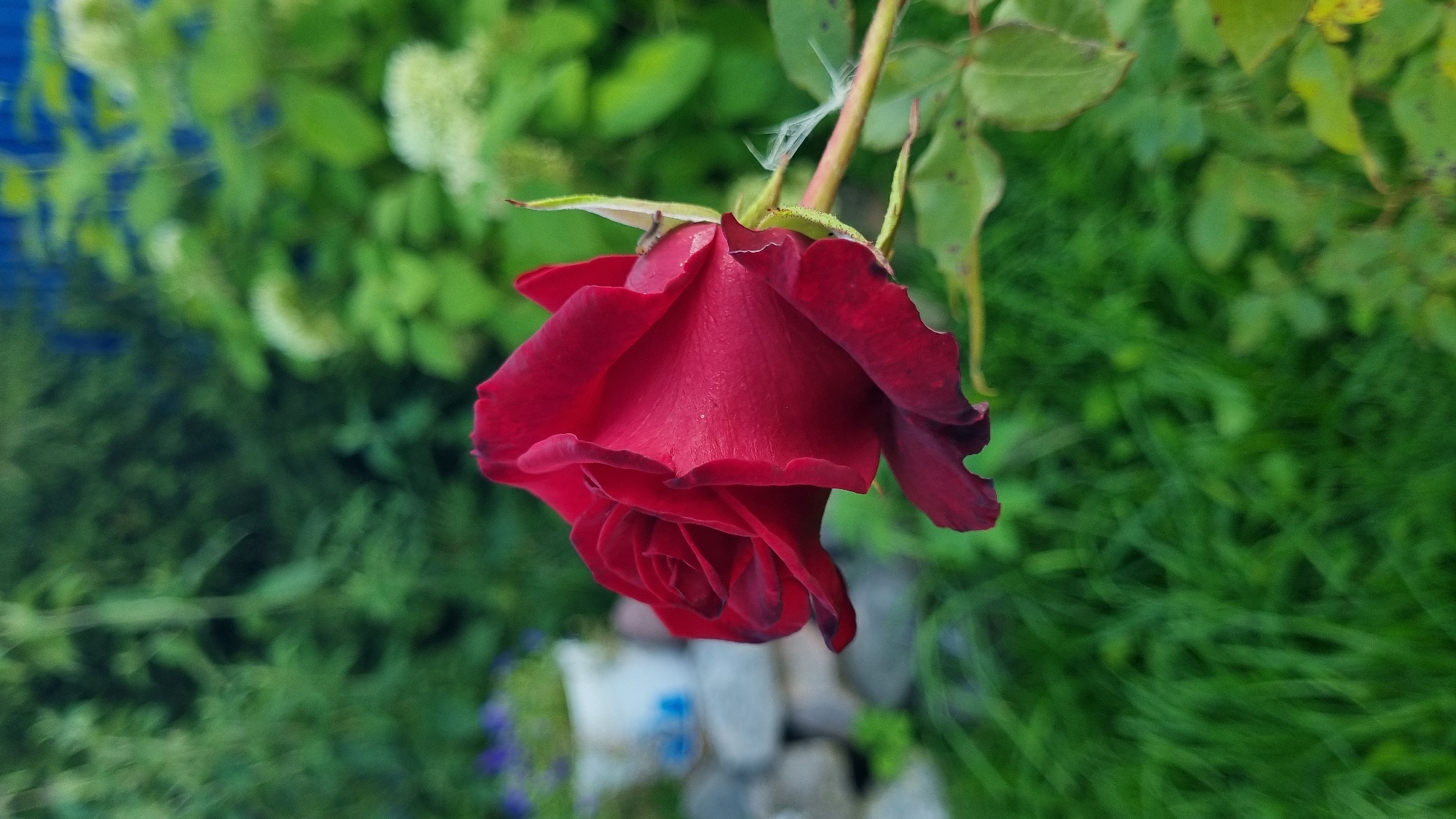 A single, deep red rose in full bloom is the central subject of this outdoor, eye-level, close-up shot. The rose is positioned on the right side of the frame, facing left, with its petals slightly unfurling. The background is a soft blur of green foliage, suggesting a garden setting. To the left and slightly behind the rose, a white pot is visible, containing green plants and hints of purple flowers. A line of grey stones runs along the base of the pot. The overall lighting suggests it is daytime, with soft, natural light illuminating the scene. The location of Vysokoe, Russia, is a rural town, and the image likely depicts a private garden or a public green space within it. There are no people or animals visible in the image.
