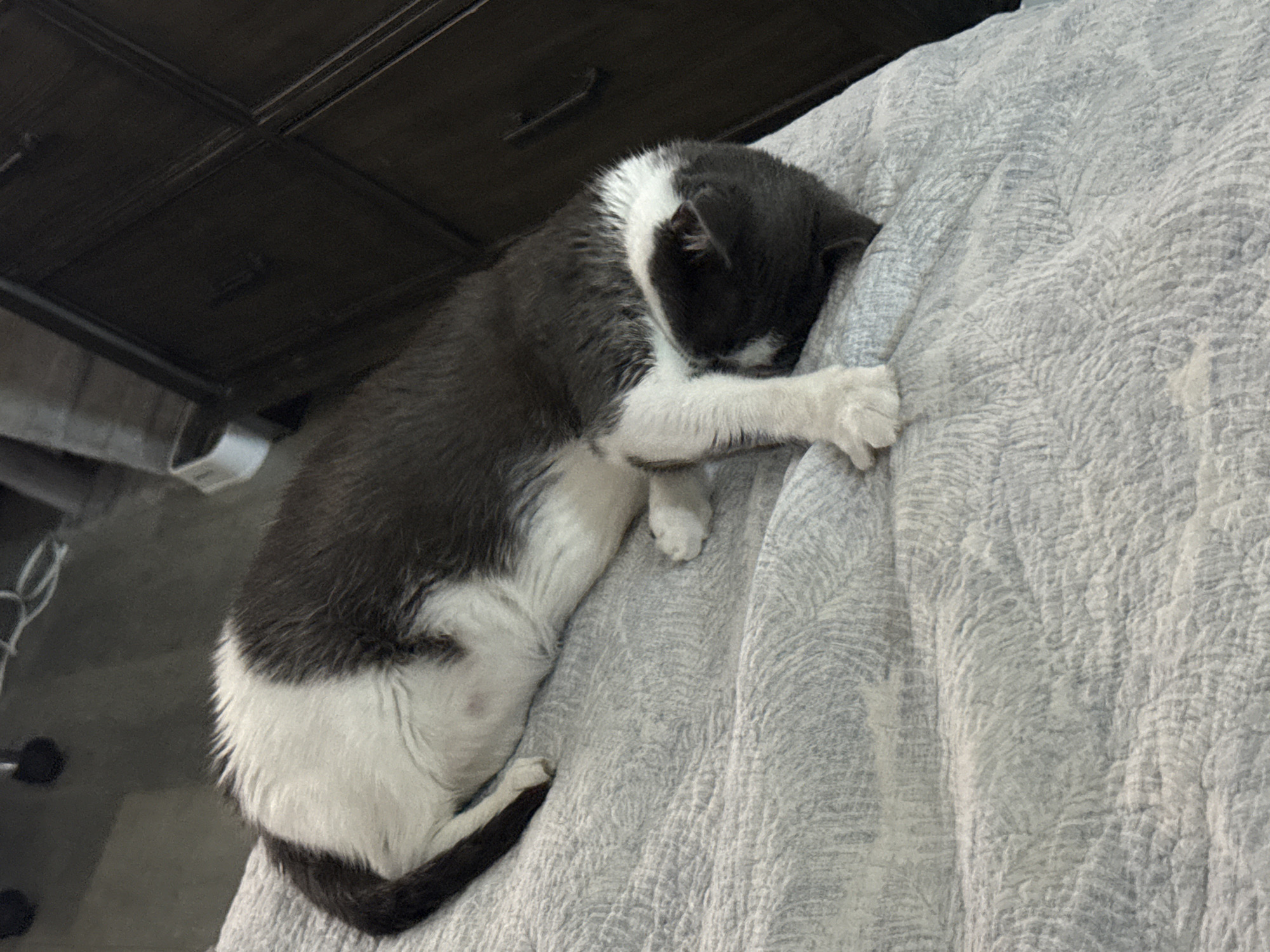 The image shows a black and white cat sleeping on a textured grey blanket. The cat is curled up with its head resting on its paws. The background is blurred, but it appears to be an indoor setting with dark furniture. The location is identified as Bellmore, United States of America.