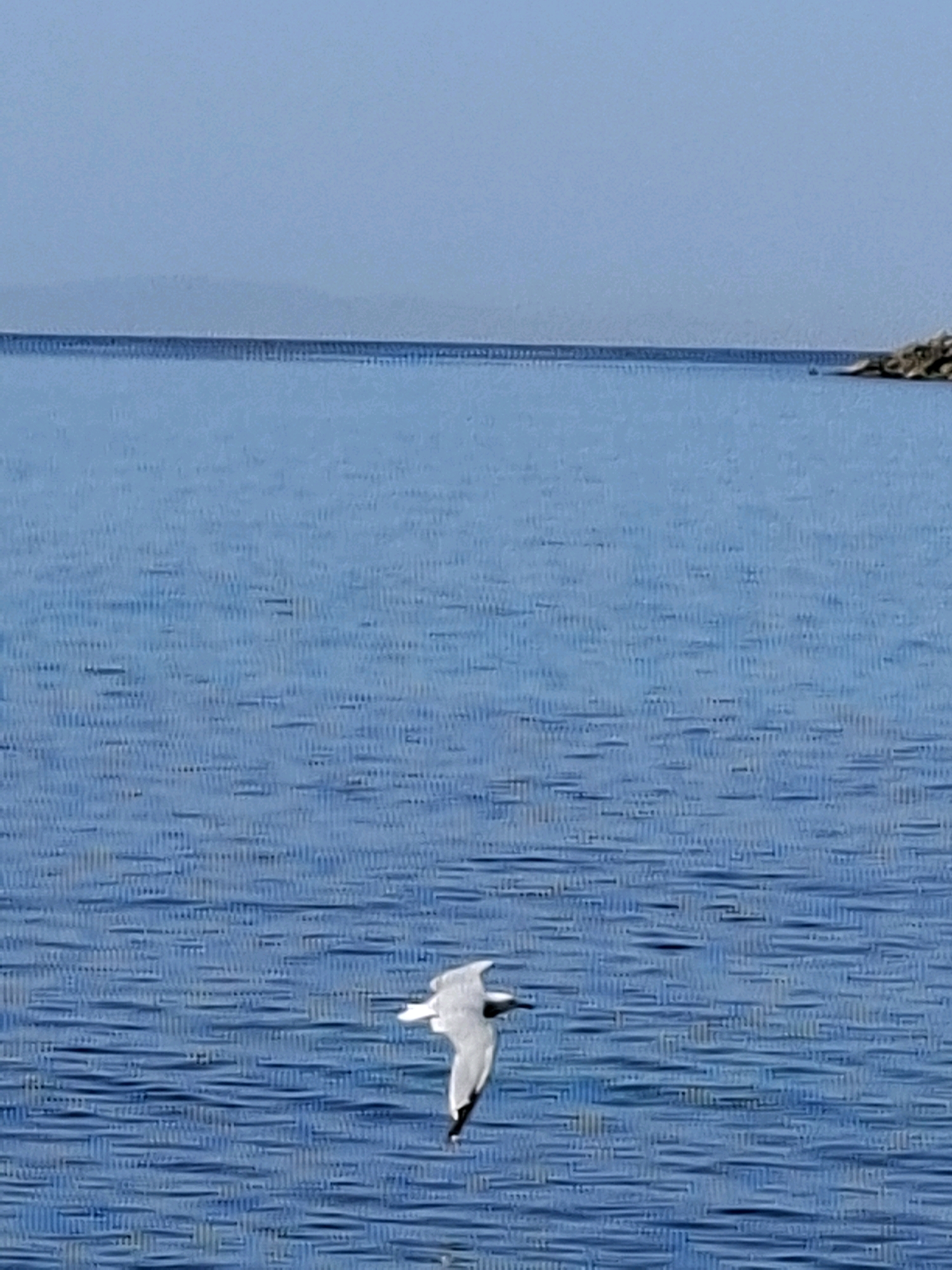 A single seagull in flight over the blue water of the Mediterranean Sea is visible in the foreground. The horizon line is clear and crisp, with a faint, hazy landmass in the distance. The water is choppy, with small waves creating a textured surface. The sky is a pale blue and cloudless. A small rocky outcrop is visible on the right side of the image at the horizon. The scene appears to be a coastal area of Torrevieja, Spain.