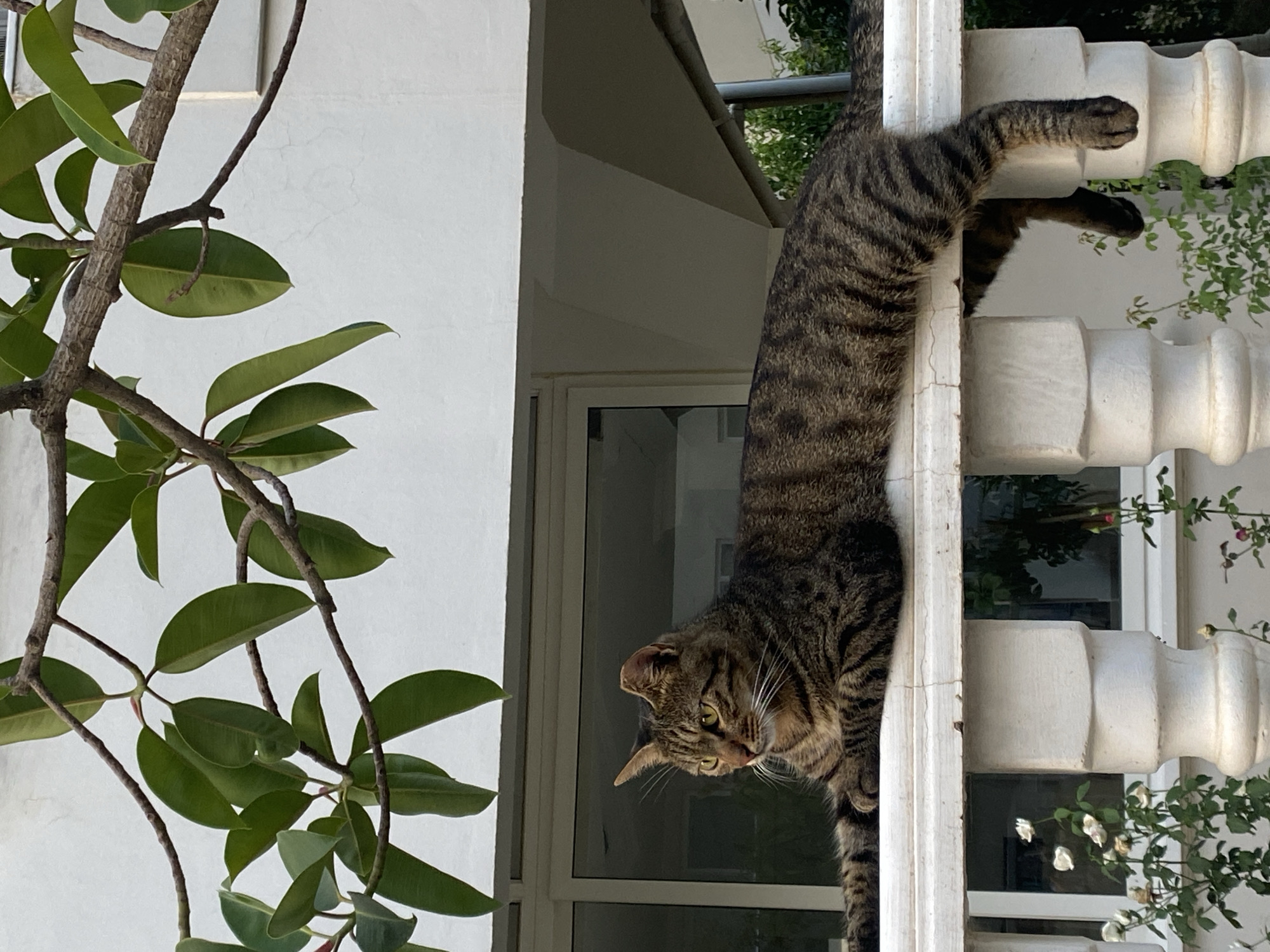 A tabby cat with black and brown stripes is lying horizontally on a white railing. Its front paws are extended forward, and its hind legs are hanging over the railing. The cat is looking to the left with its yellow eyes. In the background, there is a white building with a large window and some green leaves from a tree are hanging down from above. There are also some small white flowers visible below the railing. The scene appears to be in Alanya, Turkey.