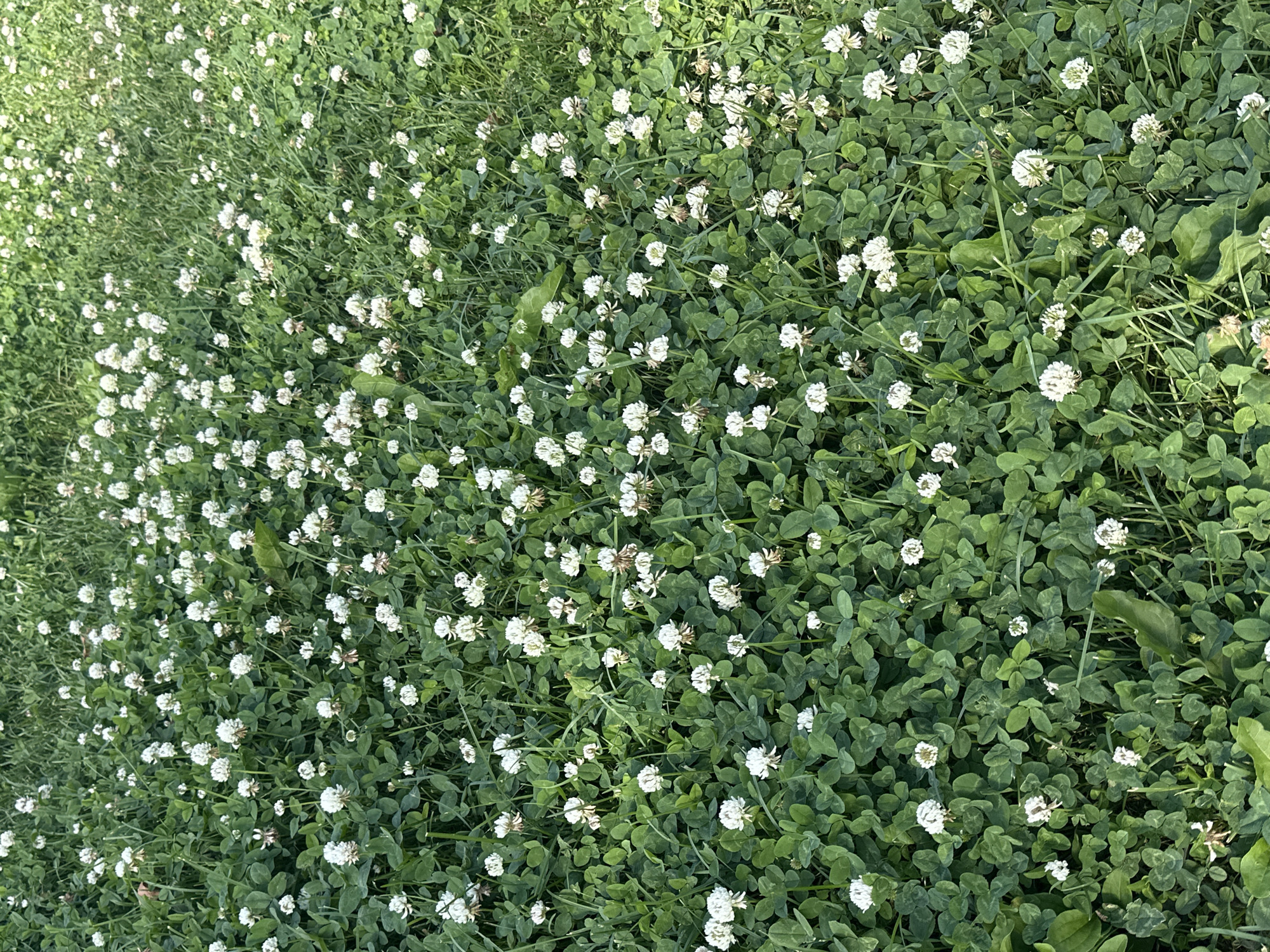 The image is a close-up, top-down view of a field of white clover flowers and green clover leaves, interspersed with blades of grass. The flowers are small and clustered, with many in various stages of bloom. The leaves are the typical three-lobed shape of clover. The overall impression is a lush, verdant ground cover, typical of a meadow or lawn. The lighting suggests it is daytime, with no strong shadows indicating mid-day sun. There are no people, objects, or text visible in the image. The location context is Moscow, Russia, and the scene depicts a natural outdoor environment.