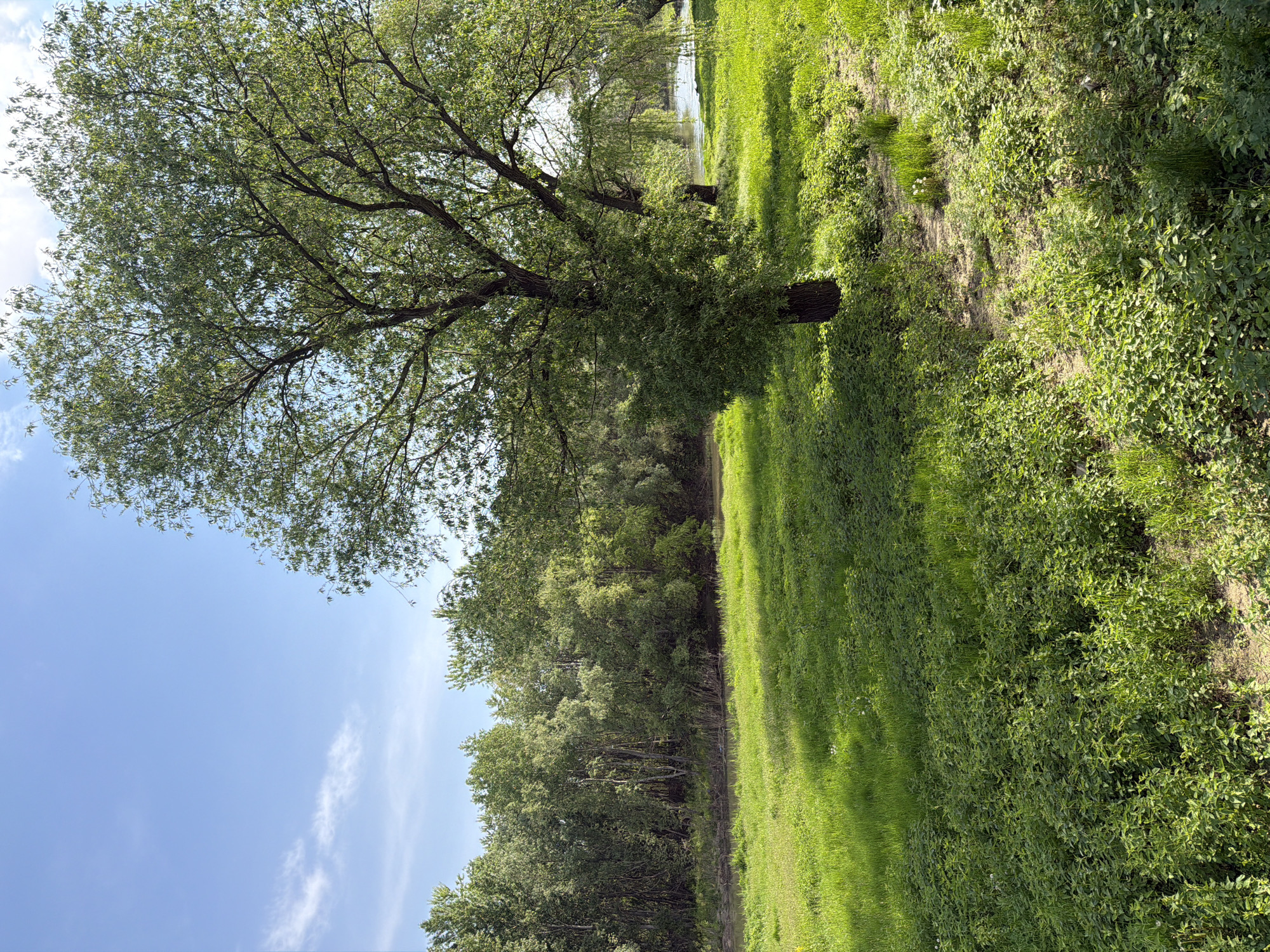 The image displays a vibrant natural landscape in Plovdiv, Bulgaria, under a clear, sunny sky. A prominent, large deciduous tree with lush green foliage and visible branches occupies the left foreground, its canopy reaching towards the bright blue sky. The sky, visible in the upper portion of the image, features a few wispy white clouds.
Below the trees, the ground is covered with abundant, vivid green grass and various other plants, indicating a healthy and verdant environment. Bright sunlight casts distinct shadows across the grassy areas, suggesting it is daytime, likely mid-morning or afternoon. In the middle ground, a calm body of water, possibly a river or stream, is partially visible, flanked by a dense line of trees and other vegetation that extends into the background, creating a rich, green horizon.
The scene is tranquil and devoid of any human activity, figures, or discernible objects other than the natural elements. There is no visible text in the media file. The overall impression is one of natural beauty and serenity.