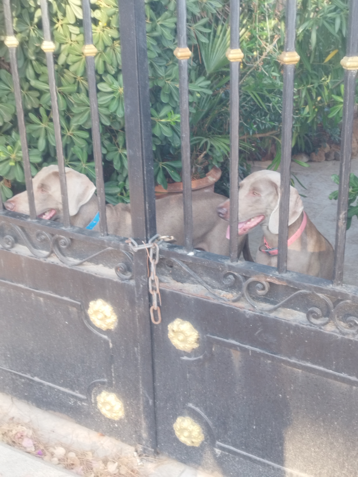 Two Weimaraner dogs are visible behind a black metal gate in a residential setting in Antibes, France. The dog on the left has its head out through the gate, with a blue collar visible. The dog on the right also has its head out, wearing a pink collar, and its tongue is slightly extended. The gate has decorative gold floral accents and a chain latch. Lush green foliage forms the background, suggesting an outdoor environment.