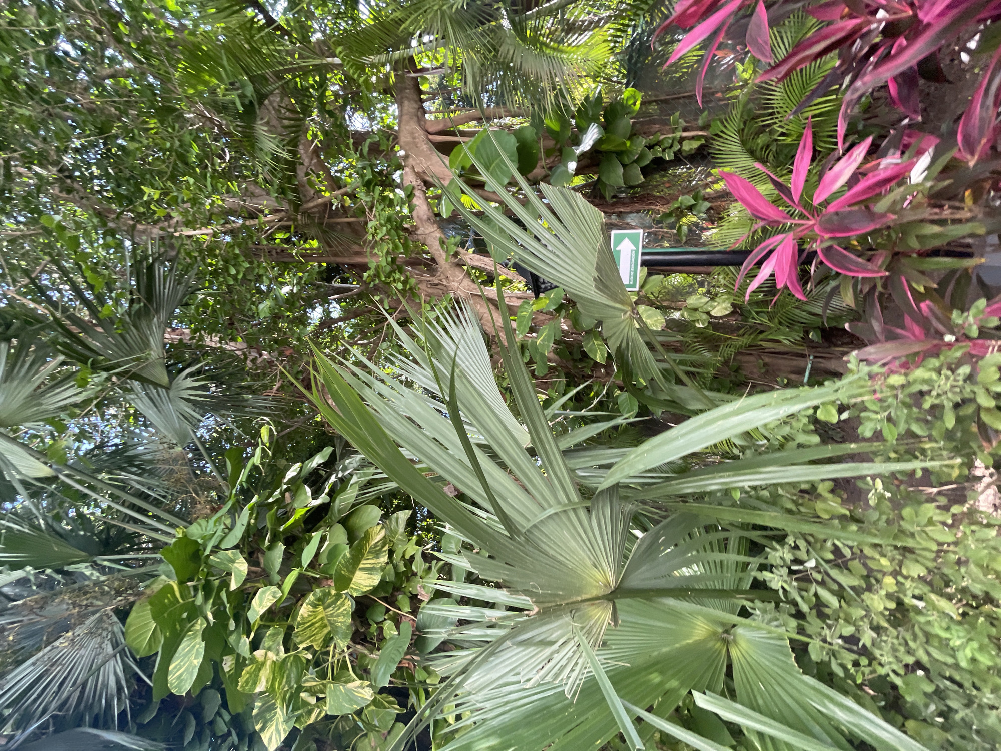 The image is an upward-facing shot in Playa del Carmen, Mexico, showing a dense collection of tropical vegetation. Dominating the view are several large fan palm leaves, exhibiting a pale green color. Interspersed among the palms are various other plants, including a vibrant pink-leaved plant to the right and numerous green plants, with some displaying variegated patterns. A tree trunk is visible, extending vertically through the foliage, and a green sign with a white upward-pointing arrow is attached to a black bar. The overall environment is lush, suggesting a tropical or botanical garden setting.