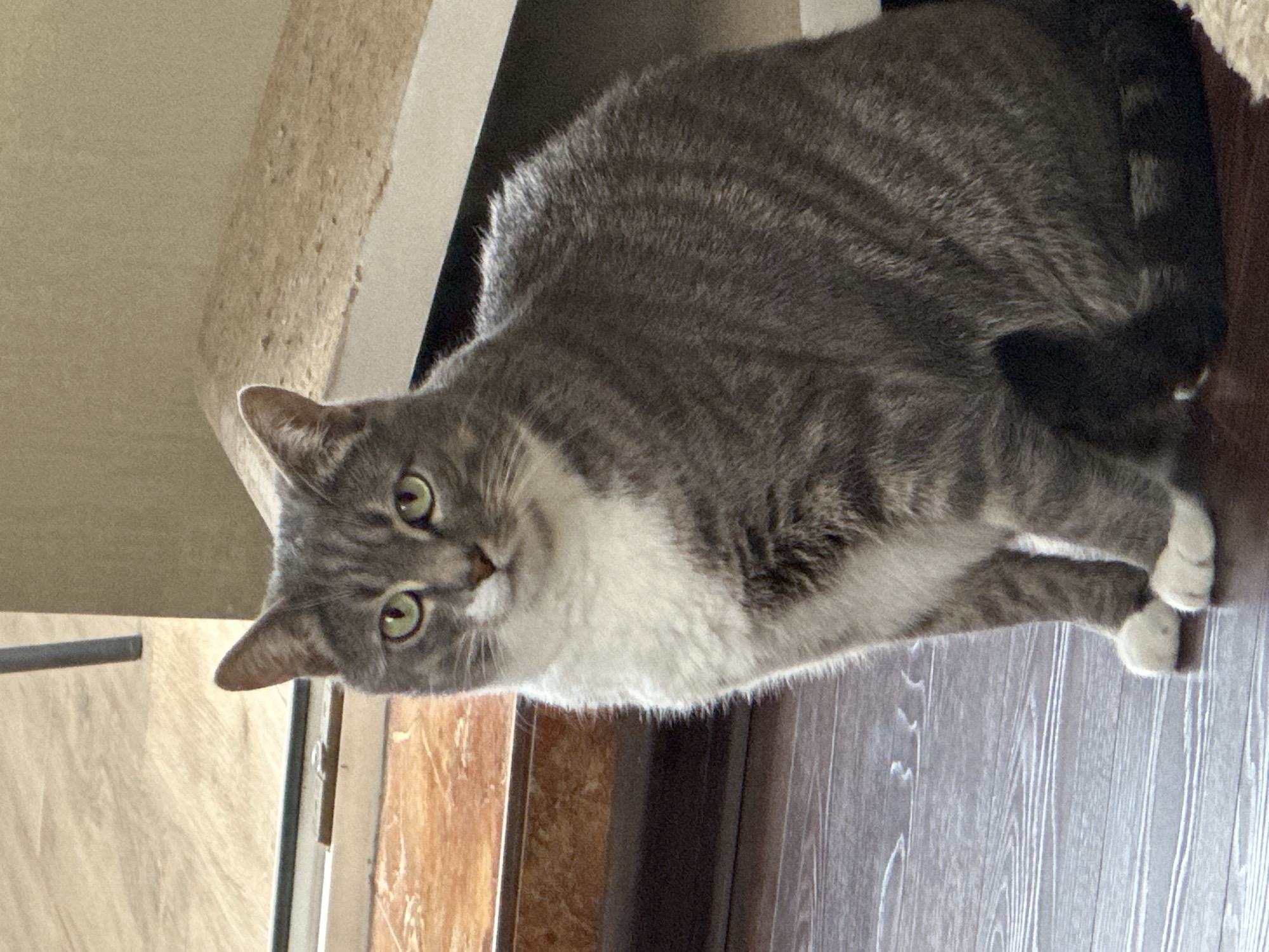 A domestic cat with gray tabby fur and white markings on its chest, chin, and paws is the central subject of this image. The cat has striking green eyes and distinct darker gray stripes across its body, visible on its back and sides. Its front paws are white, and its tail, partially visible, appears dark gray or black.
The cat is captured in an indoor setting, looking directly towards the viewer from an elevated position. It appears to be peering down from what could be a shelf, the top of a cat tree, or another piece of furniture. The background includes a beige, textured surface on the upper left, possibly part of a cat scratching post or a wall. To the right of the cat, there is a dark, indeterminate object or surface, and below the cat, a wooden or laminate floor with a light wood grain pattern is visible. The lighting is bright and even, suggesting it is daytime indoors. The cat's expression is calm and attentive, with a hint of curiosity. There is no visible text in the image.