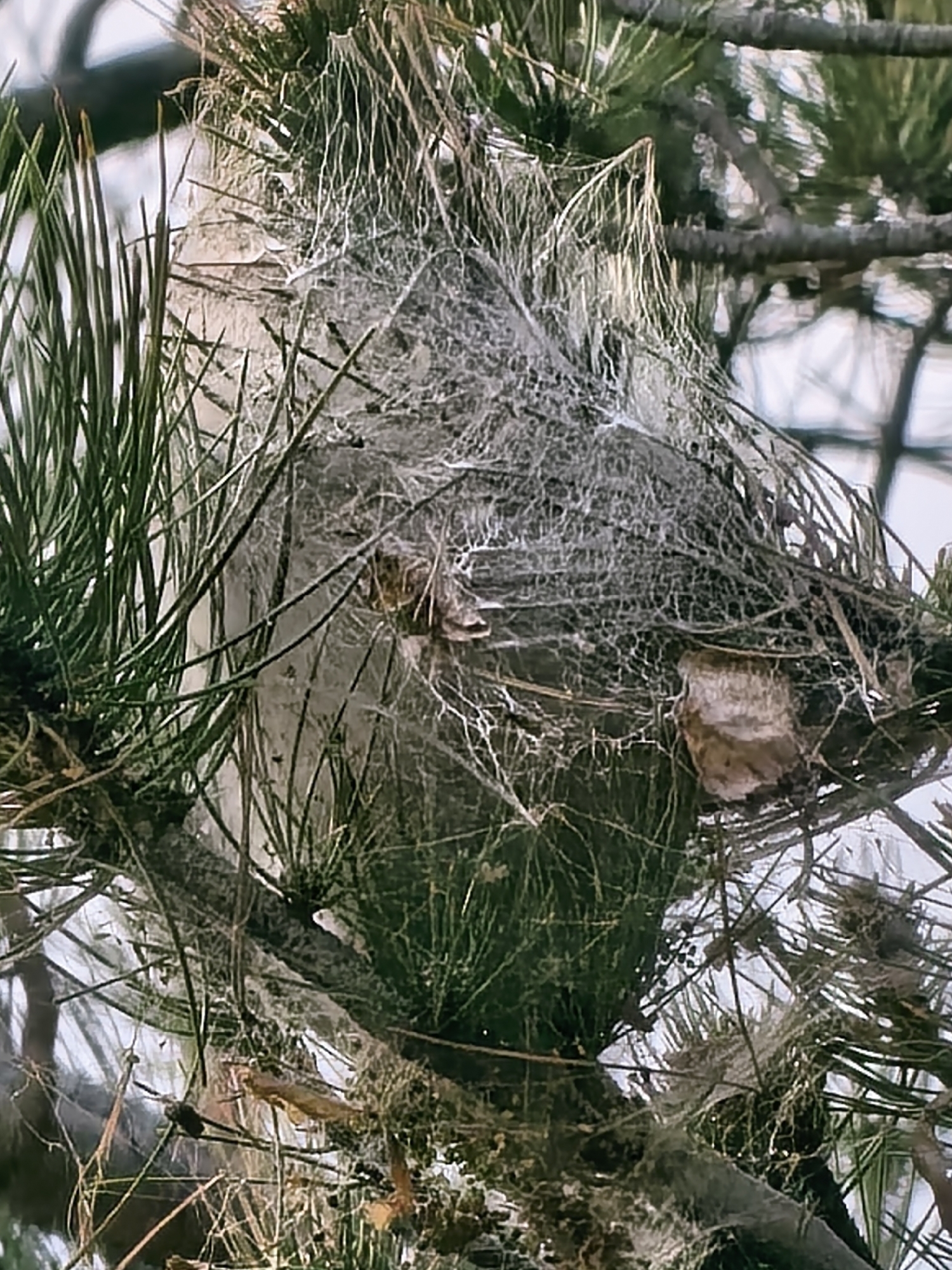 The image shows a densely packed pine tree branch heavily infested with webbing, potentially from a tent caterpillar or spider mite infestation. The webbing encloses several branches and appears to be trapping dead leaves and debris. The location and presence of people are unknown.