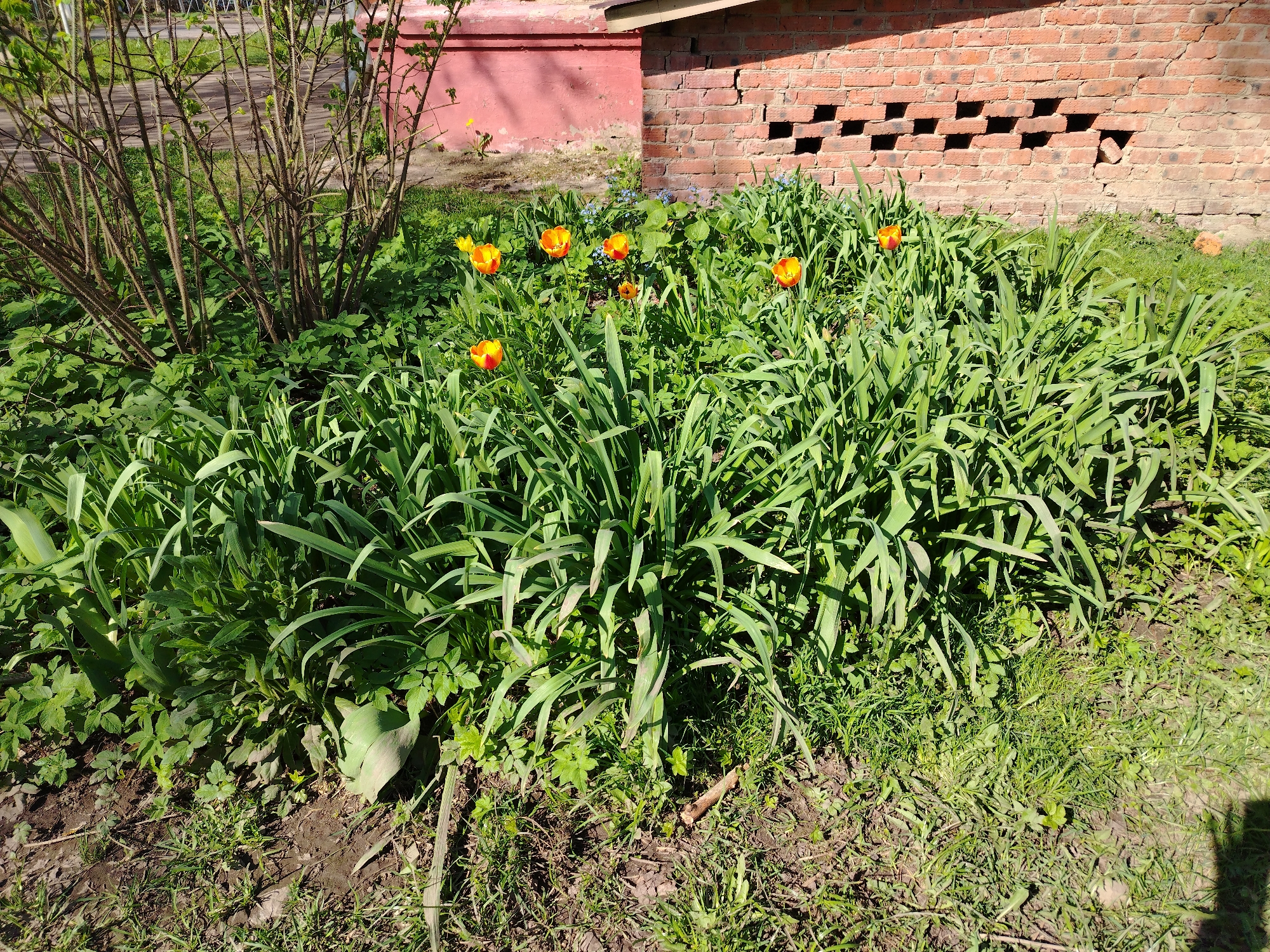 The image shows a garden bed in an urban area. The bed is located next to a brick building, the lower part of which is painted in red. The brick wall has several square openings. A bush is growing at the edge of the garden bed, adjacent to the building. Orange and yellow tulips are in bloom in the garden bed. The garden bed is covered in green foliage and various other plants. The ground is bare soil and patchy grass.