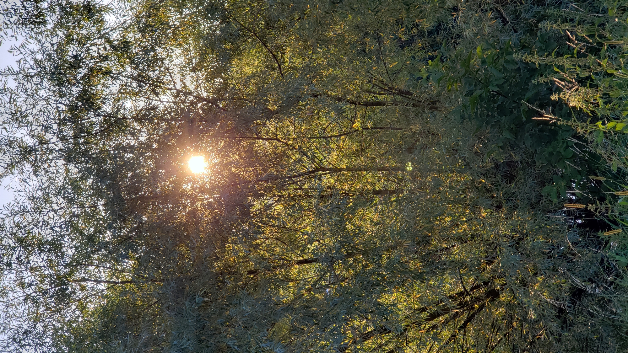 The image depicts a sunbeam piercing through the dense foliage of trees, creating a dappled light effect. The sun is visible as a bright, circular source of light, with rays extending outwards and illuminating the surrounding leaves. The trees appear to be deciduous, with slender branches and long, narrow leaves. The overall scene suggests a natural setting, possibly a park or a wooded area. The sky is visible above the trees, appearing light and possibly overcast. There are no people, animals, or man-made objects prominently featured in the image, placing the focus solely on the interplay of light and nature.
This scene is likely captured in Prešov, Slovakia, a city known for its green spaces and natural surroundings. While the specific location within Prešov cannot be definitively identified from the image alone, the presence of dense trees and the quality of light are consistent with areas found within or on the outskirts of the city. The image conveys a sense of tranquility and the beauty of natural light filtering through vegetation.