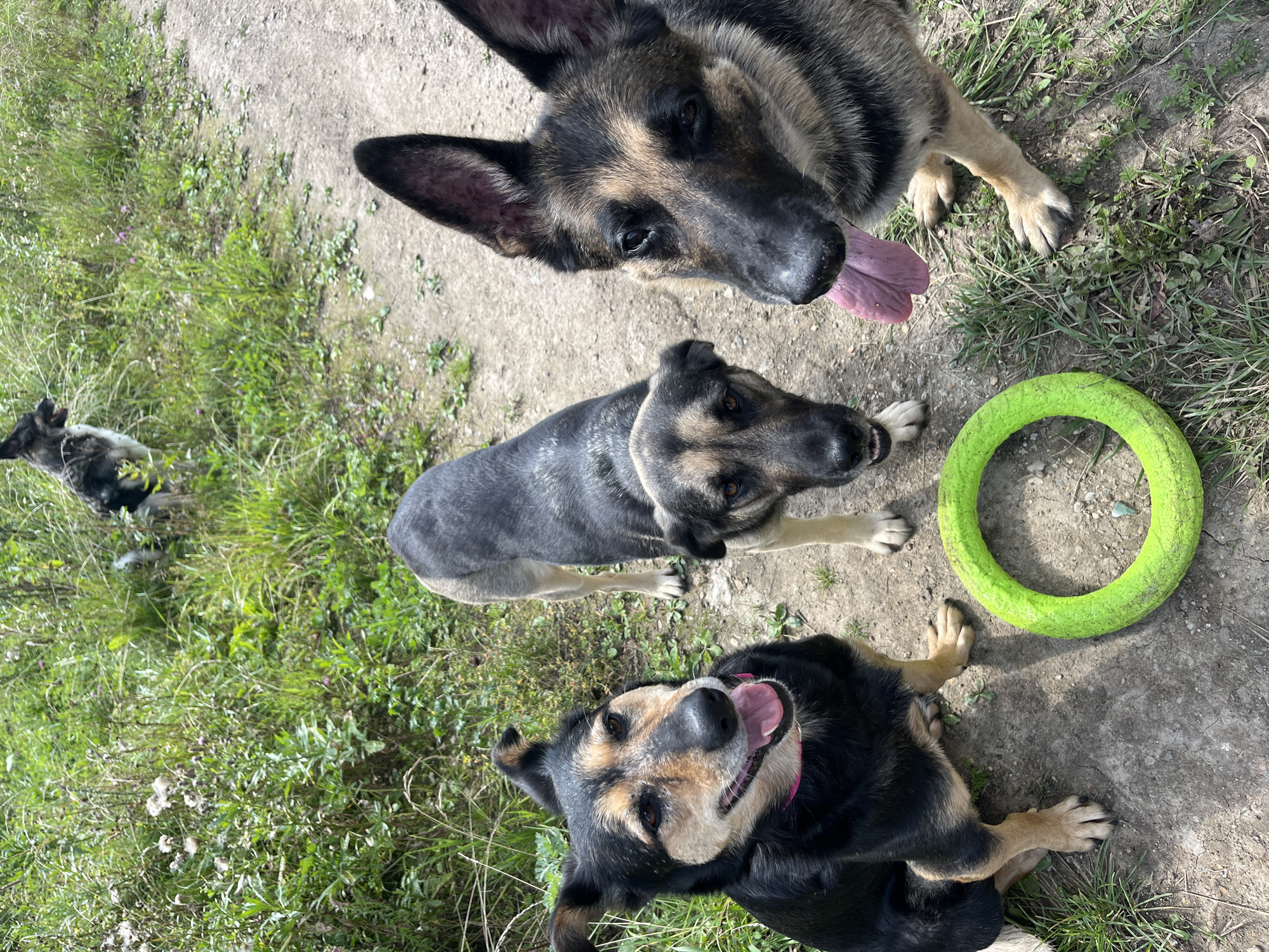The image depicts four dogs in an outdoor environment, possibly a park or a rural area. In the foreground, three dogs are closely positioned. The dog on the left is black and tan, sitting and looking towards the camera with its tongue out. Next to it, in the center, is a tan and black dog, also looking towards the camera, with its mouth slightly open. To the right, a German Shepherd with characteristic black and tan markings is prominently featured, with its head tilted and tongue extended. A bright green ring toy is on the ground between the sitting dog and the center dog. In the background, a fourth dog, partially obscured by grass, appears to be a German Shepherd as well, standing and looking away. The ground is a mix of dirt and gravel, with patches of green grass and wild vegetation. The lighting suggests a sunny day. There is no visual information within the image to indicate the location is Nizhny Tagil, Russia.