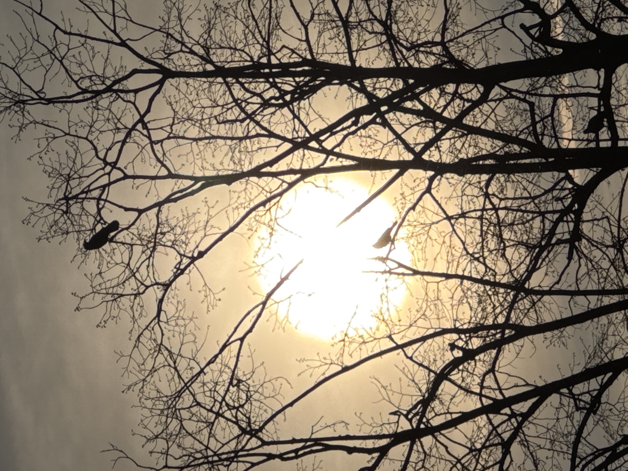 The image depicts a backlit outdoor scene in Strasbourg, France, dominated by the silhouetted bare branches and trunks of multiple deciduous trees against a bright, diffused sun positioned centrally. The sky, visible through the intricate tree canopy, transitions from a light grey at the top to a warm orange and yellow around the sun, indicating either sunrise or sunset. At least four dark, indistinct birds are perched motionless on various branches: one prominent bird near the top-center, another to the right of the sun at mid-height, a third in the lower-left quadrant, and a fourth in the lower-right quadrant. No human subjects or man-made structures are visible. The environment consists solely of natural elements, with the trees devoid of leaves, suggesting a winter or early spring season.