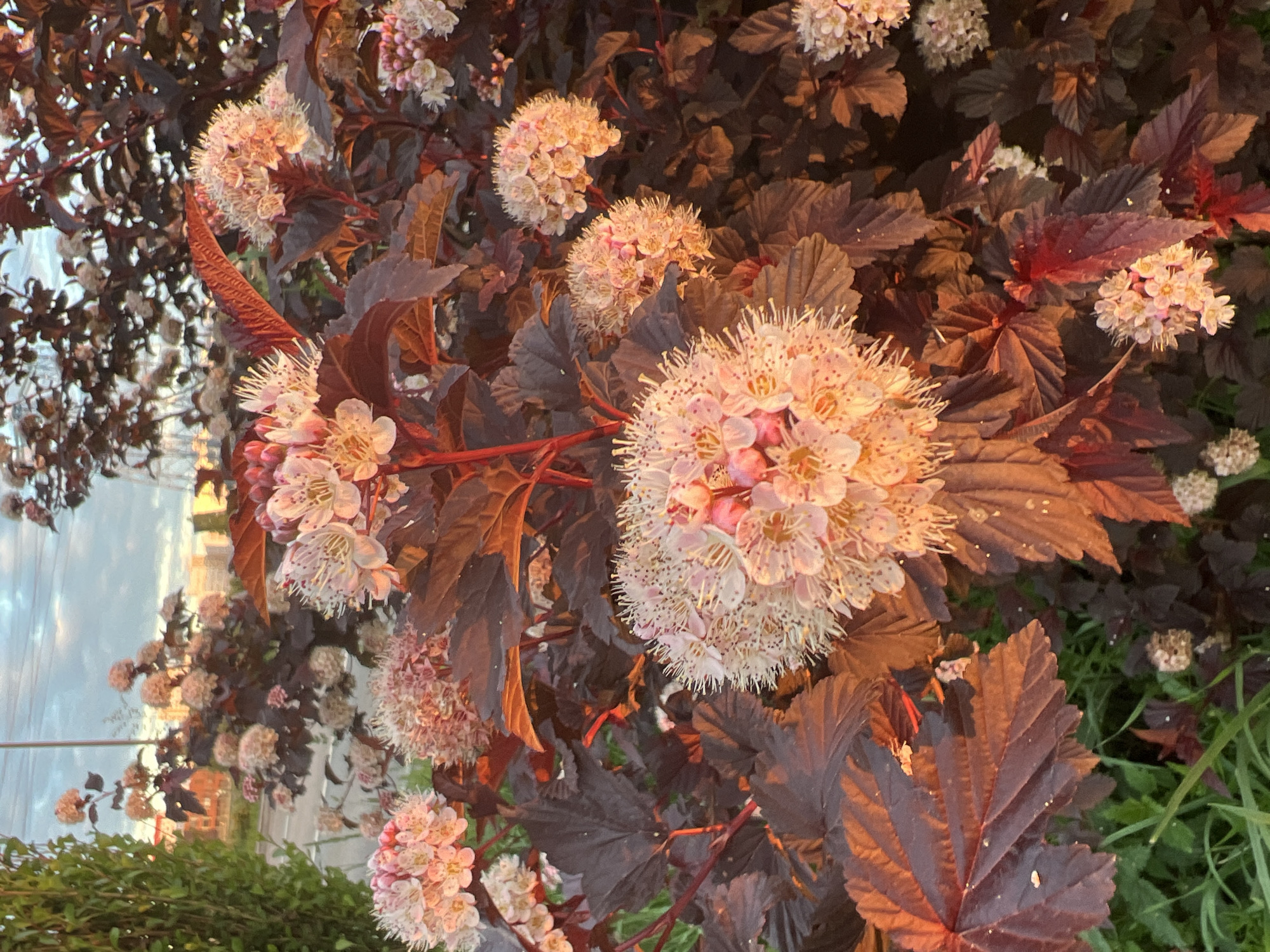 The image shows a cluster of dark red-leaved plants with clusters of small white and pink flowers in bloom. The plants are in a garden setting, with green grass visible at the bottom. In the background, a road and buildings are visible, suggesting an urban environment. The light suggests it is either early morning or late evening. The image does not contain enough information to determine the exact location in Yekaterinburg, Russia.