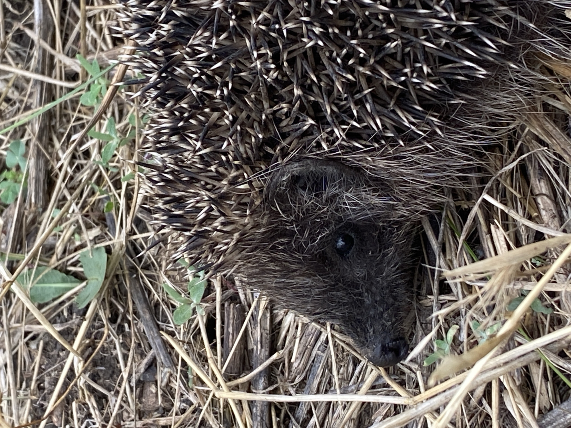 A close-up, high-angle shot shows a hedgehog in a natural outdoor environment, likely a garden or park in Kropyvnytskyi, Ukraine. The hedgehog is positioned on the right side of the frame, with its head and front portion visible on the left. Its dark, spiny back is clearly depicted, with individual spines showing sharp white tips. The hedgehog's dark, wet nose and a small, dark eye are visible on its left side, partially obscured by its fur. The animal appears to be nestled amongst dry, straw-like vegetation and some small green leaves. The ground is composed of soil and the aforementioned plant debris, suggesting an undisturbed, natural setting. There are no people or signs of human activity visible in the immediate vicinity. The lighting is natural and appears to be daylight, creating a somewhat muted color palette dominated by browns and grays.