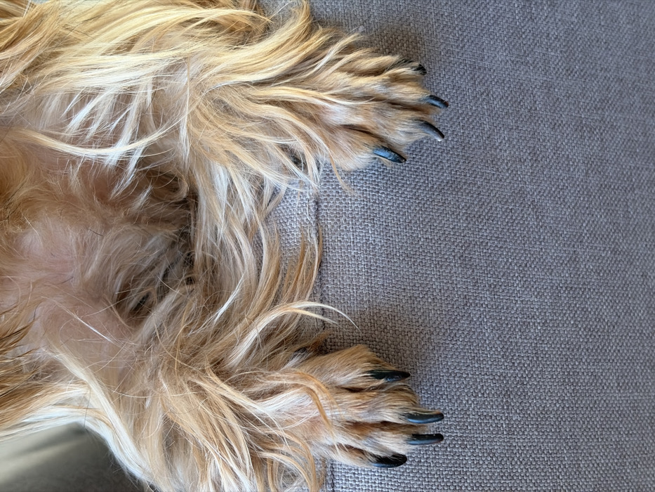 An overhead forensic image captured in Chaikovsky, Russia, depicts the lower torso and front paws of a dog resting on a light gray, textured upholstered surface. The dog's fur is long, shaggy, and predominantly light brown with blonde highlights, particularly around the chest and forelegs. Both front paws are visible, positioned at the lower left and lower right of the frame, each displaying multiple dark, elongated claws. The dog is static, with its paws and body resting directly on the textile. The environment is consistent with an indoor domestic setting.
