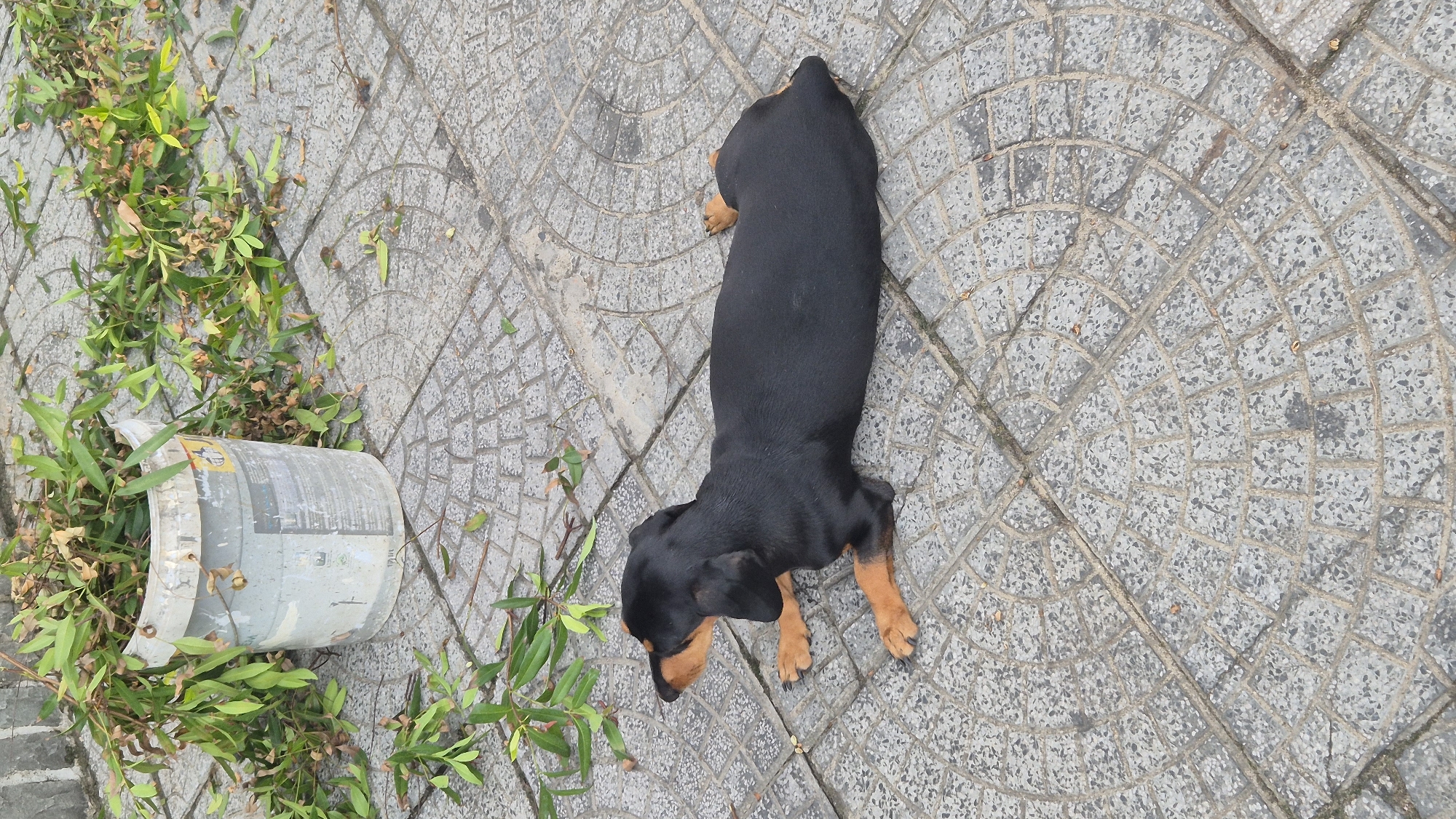 A black and tan dachshund puppy lies on a circular patterned concrete paver surface. The puppy is facing left with its front paws extended and its hind legs tucked underneath its body. To the left of the puppy, a white bucket filled with green leafy branches sits on the pavers. Scattered leaves and branches are also present on the ground around the bucket. The scene appears to be outdoors in an urban setting, possibly a courtyard or sidewalk, in Đà Nẵng, Vietnam, indicated by the distinct paving pattern often found in the region.