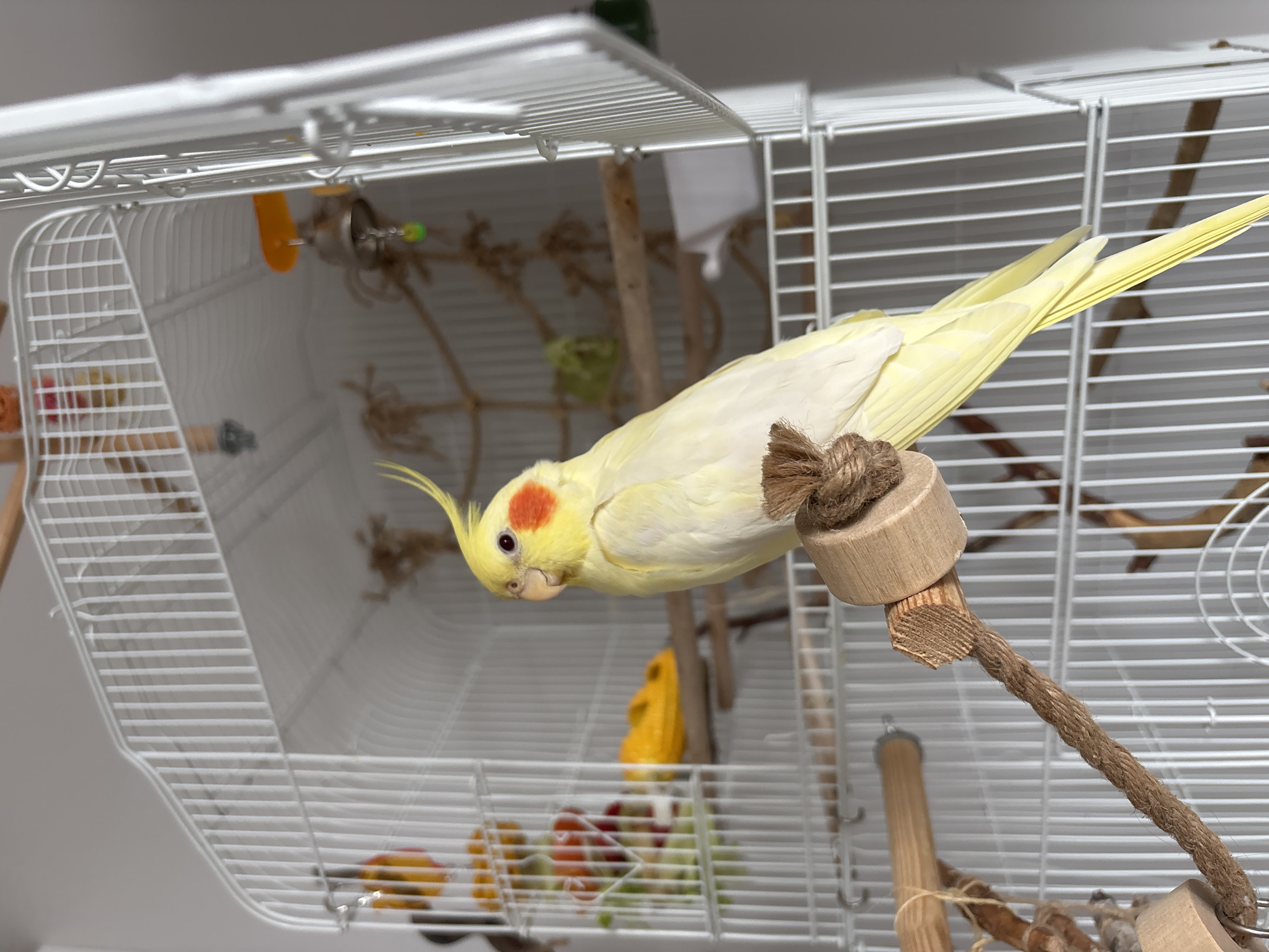 A cockatiel with yellow and white plumage and a red spot on its cheek perches on a rope-covered perch within a white wire birdcage. The cage contains various toys and perches, some made of wood. A food dish with a mix of colorful fruits and vegetables sits at the bottom of the cage. The background is a blurred, neutral wall. The location of Krasnoyarsk, Russia is not evident.