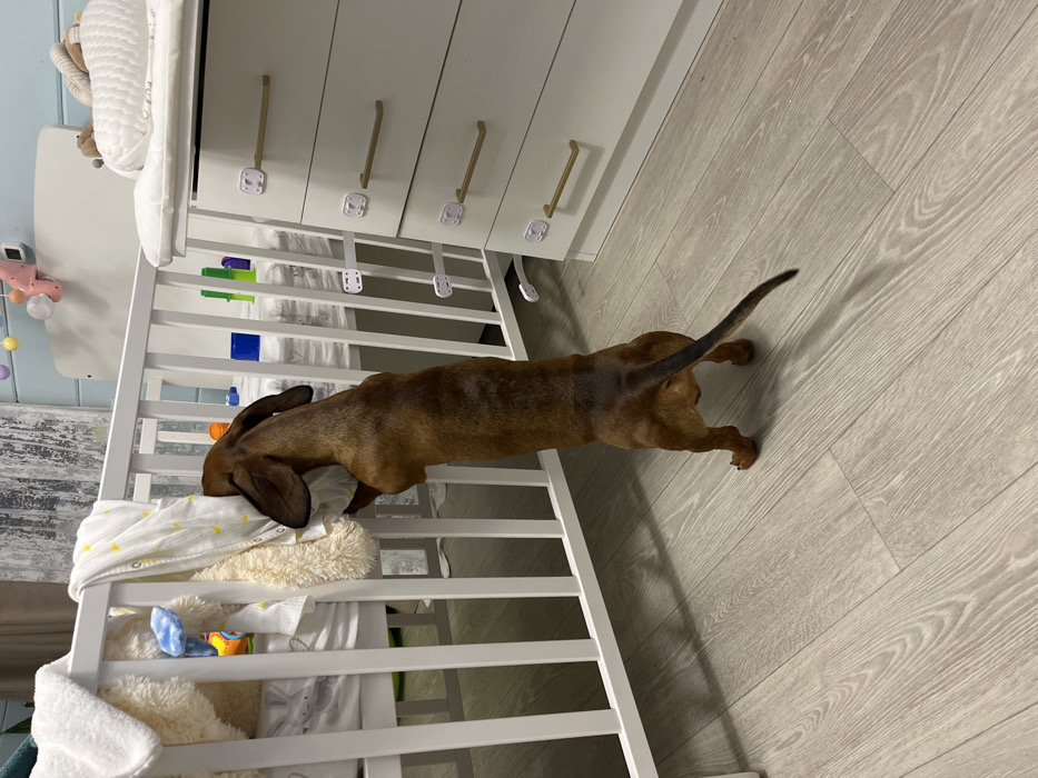 Within an interior room, a brown dachshund dog stands upright on its hind legs, with its front paws resting on the upper rail of a white slatted baby crib. The dog's head is obscured by a white blanket or textile and a cream-colored plush toy draped over the crib rail and inside the crib. Visible within the crib are white bedding and several small colorful objects. To the right of the crib is a white dresser, configured as a changing table with a white changing pad and rolled white textiles on its surface. The dresser has five drawers, each fitted with a horizontal gold-toned handle. Three white child safety locks are visible, connecting the dresser drawers to the adjacent crib slats. The floor consists of light-colored, wood-patterned laminate flooring. The background wall is painted a light blue with a distressed finish. This scene takes place in a residence located in Razdol'e, Russia.