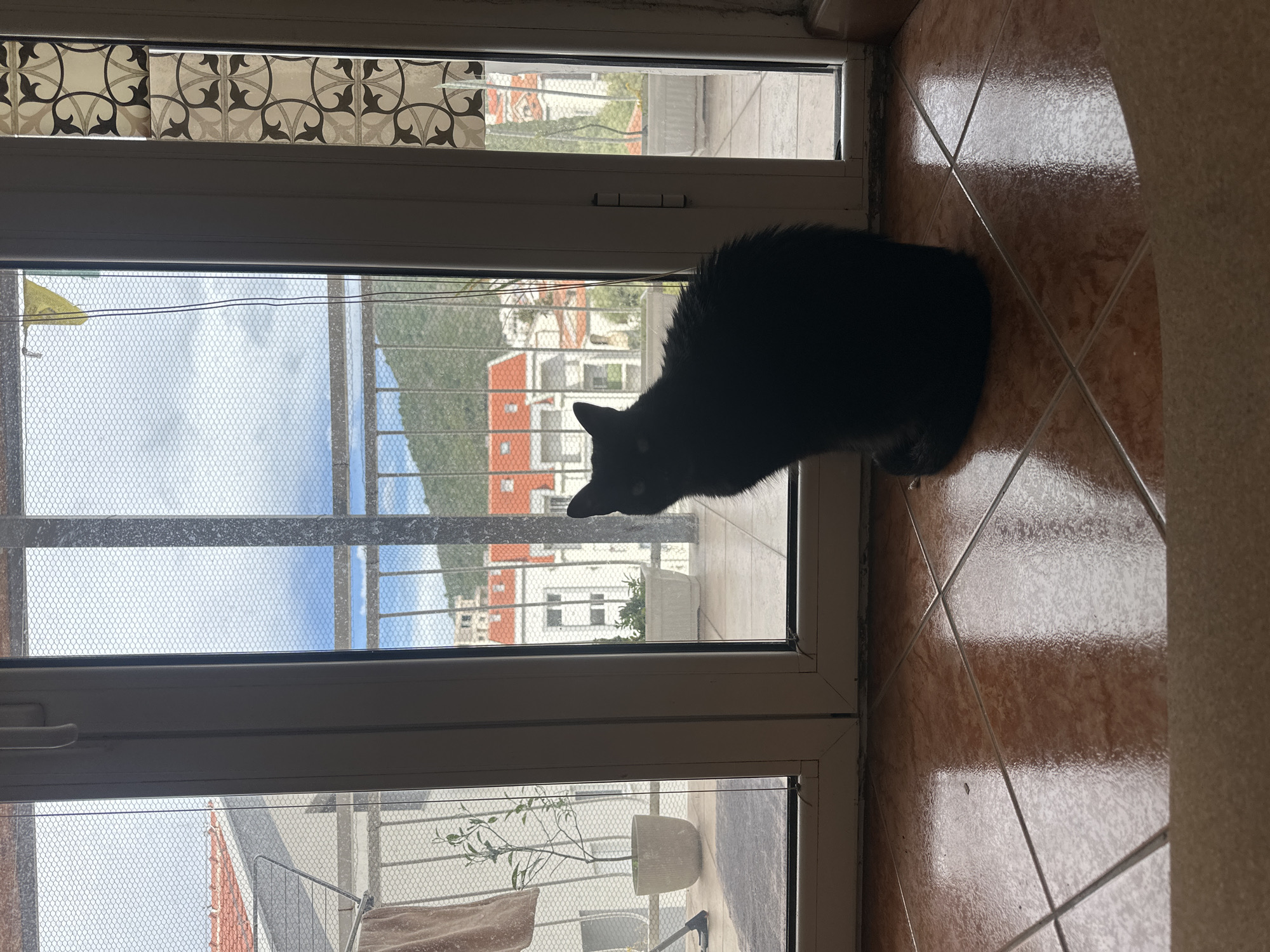 A black cat is sitting on a brown-tiled floor next to a large window, which is separated into three sections. The window has a wire mesh covering the glass. Outside of the window is a view of Budva, Montenegro. Red-roofed buildings can be seen across the water and a large green hill or small mountain. A tiled border is above the window, featuring dark grey floral-type designs against a white background.