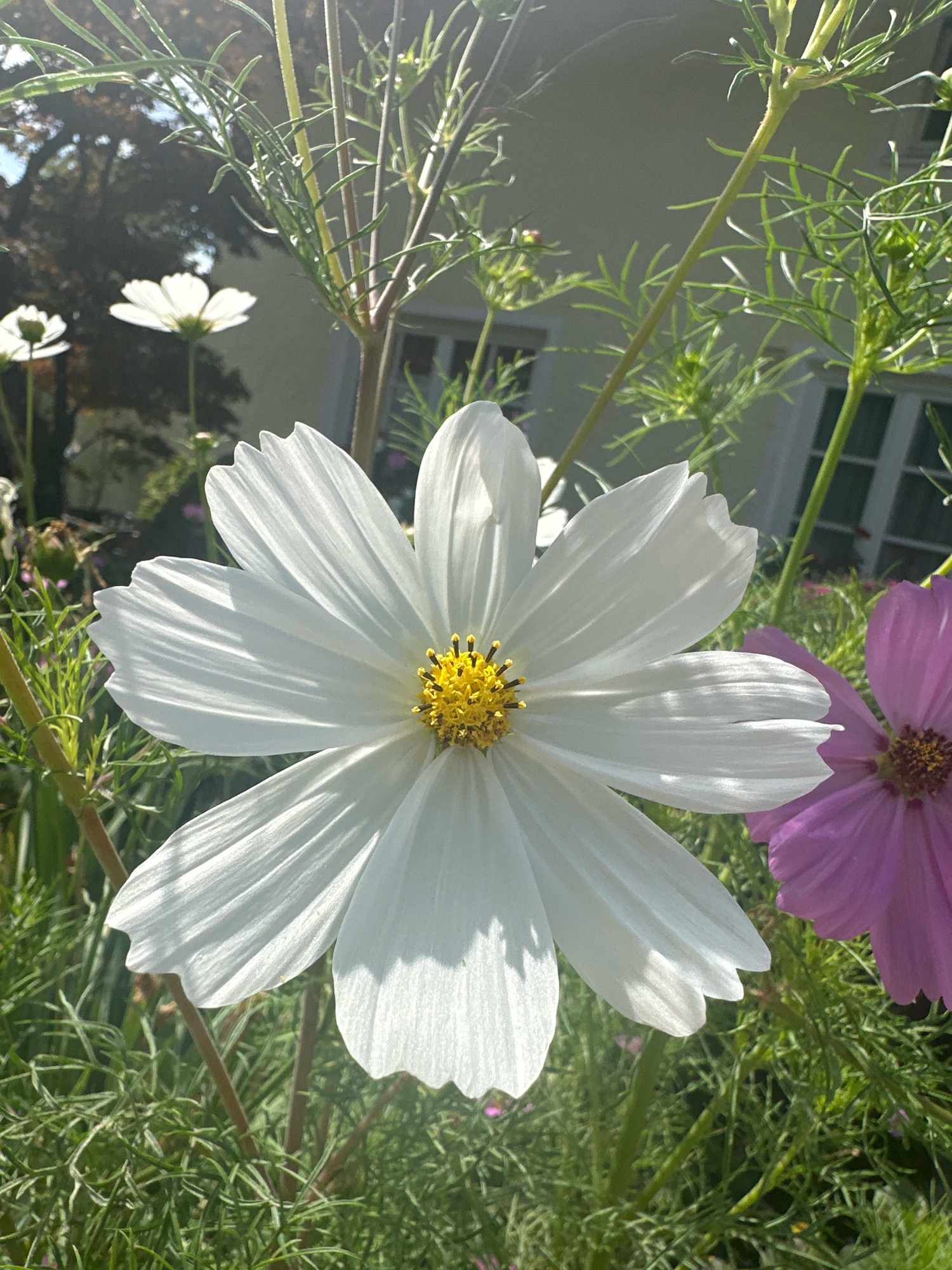 In Bad Endorf, Germany, on a sunny day, a close-up shot showcases a white cosmos flower in full bloom, its delicate petals unfurling towards the sun. The flower's center is a vibrant yellow, with numerous thin stamens. Behind it, a pink cosmos flower adds a splash of color, its petals slightly blurred by the focus. The background features lush green foliage, suggesting a garden setting. In the distance, a house with white window frames is visible, bathed in sunlight, hinting at a residential area. The overall scene is peaceful and natural, capturing the beauty of flowers in bloom.