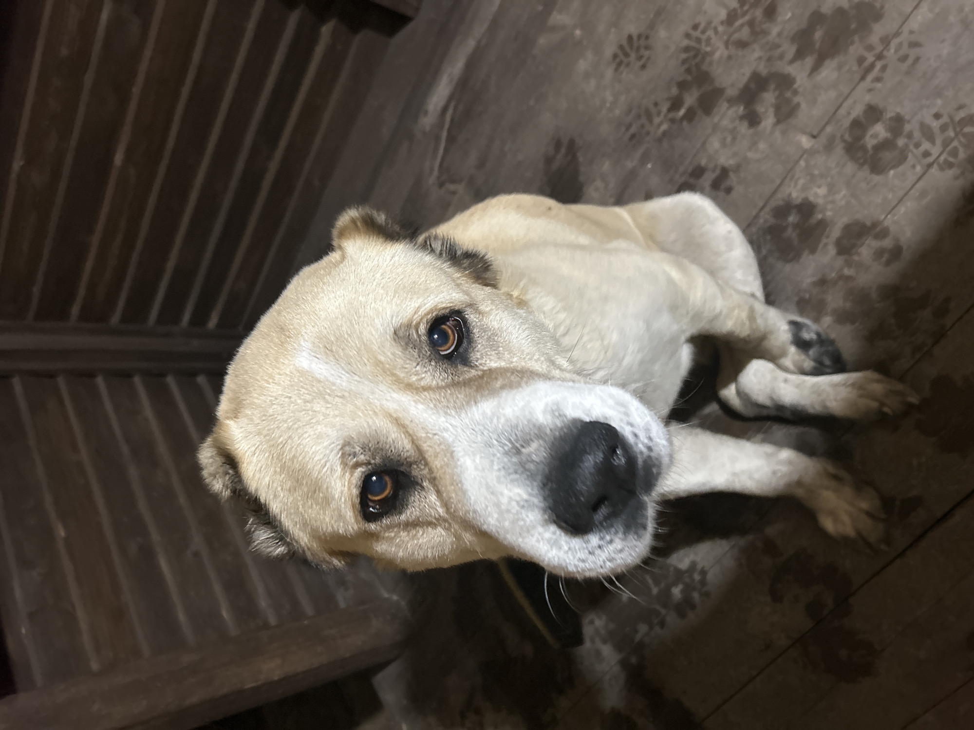 A tan and white dog with dark eyes and a black nose is lying on a wooden floor. The floor appears to be wet, with muddy paw prints visible. The walls are made of dark wooden planks. The location is Unknown, Unknown.