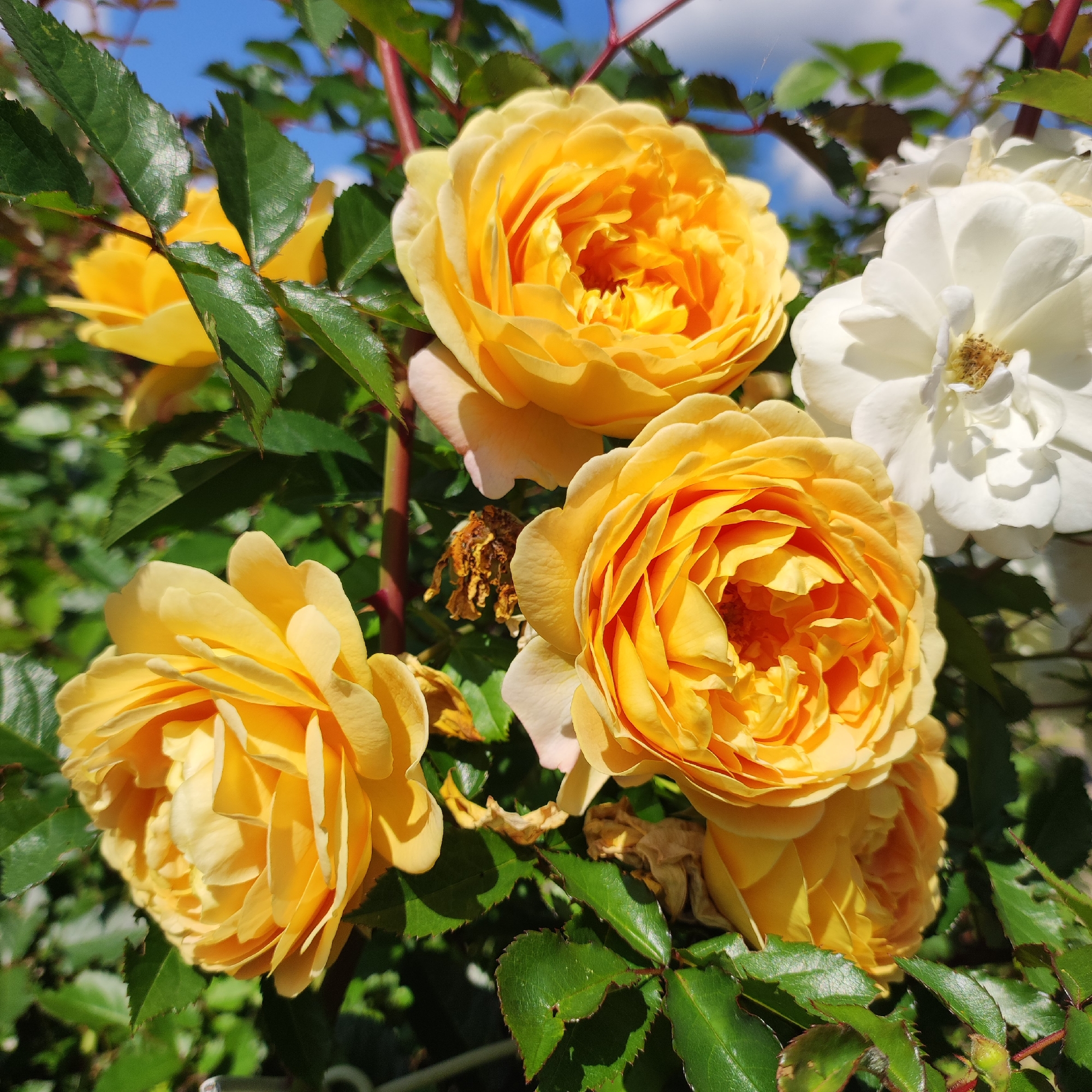 The image is a close-up, eye-level shot of yellow roses in bloom, set against a backdrop of green leaves and a blue sky with wispy clouds. Four distinct yellow roses are visible, with intricate petal formations and varying degrees of openness. To the right, a white rose is partially in view, its petals sharply defined. The roses appear to be growing in a garden or natural setting, as suggested by the surrounding foliage and the bright sunlight illuminating the scene. The overall impression is one of vibrant floral beauty, captured on a clear day. The specific location in Navoloki, Russia, is not discernible from the visual information provided in the image.