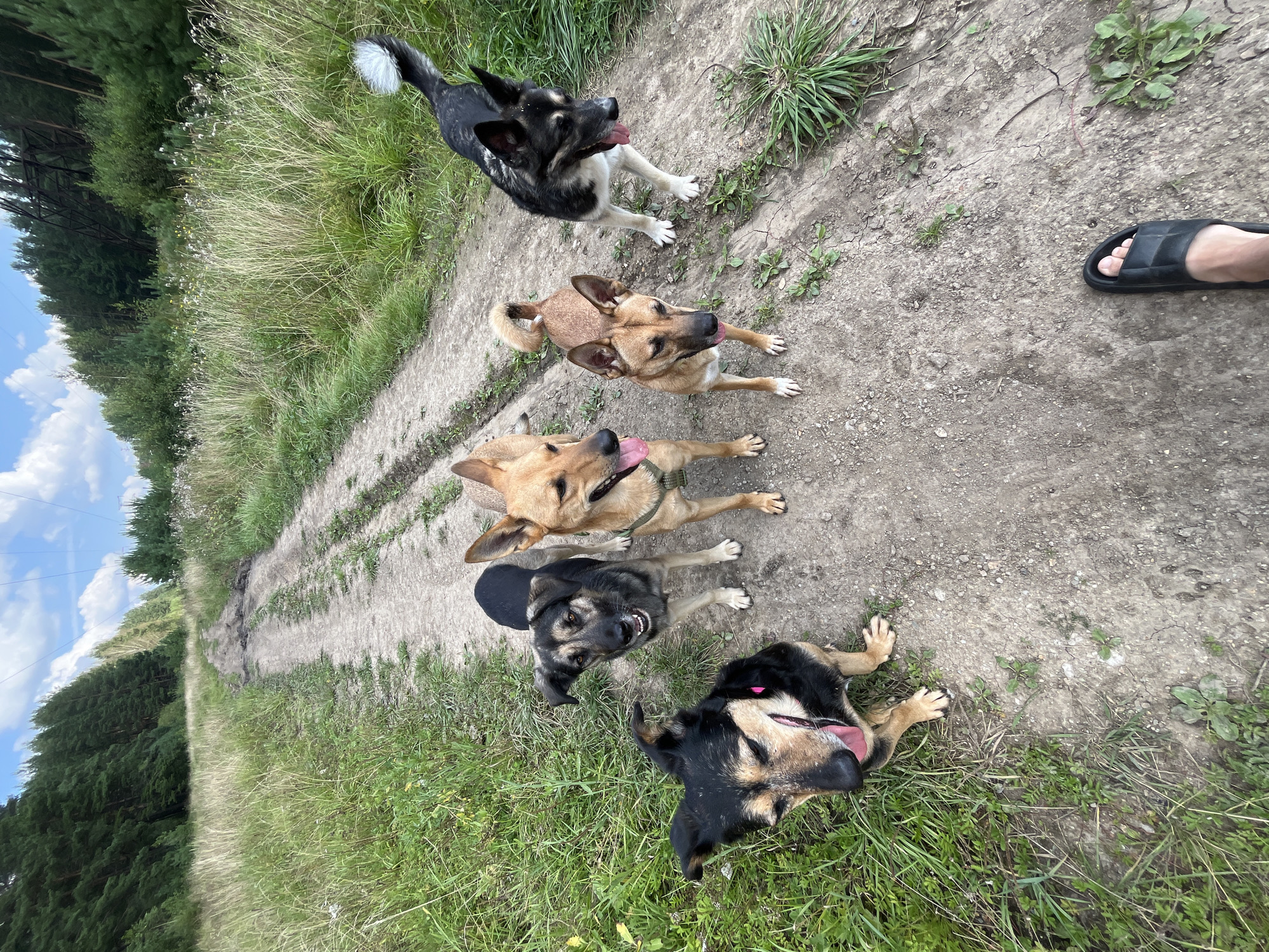 Five dogs are standing on a dirt road. The dogs are of various breeds and colors. They are all looking at the camera. The road is surrounded by grass and trees. The sky is blue with some clouds. It appears to be daytime and sunny. There is a person's foot wearing a black sandal in the bottom right corner of the image.