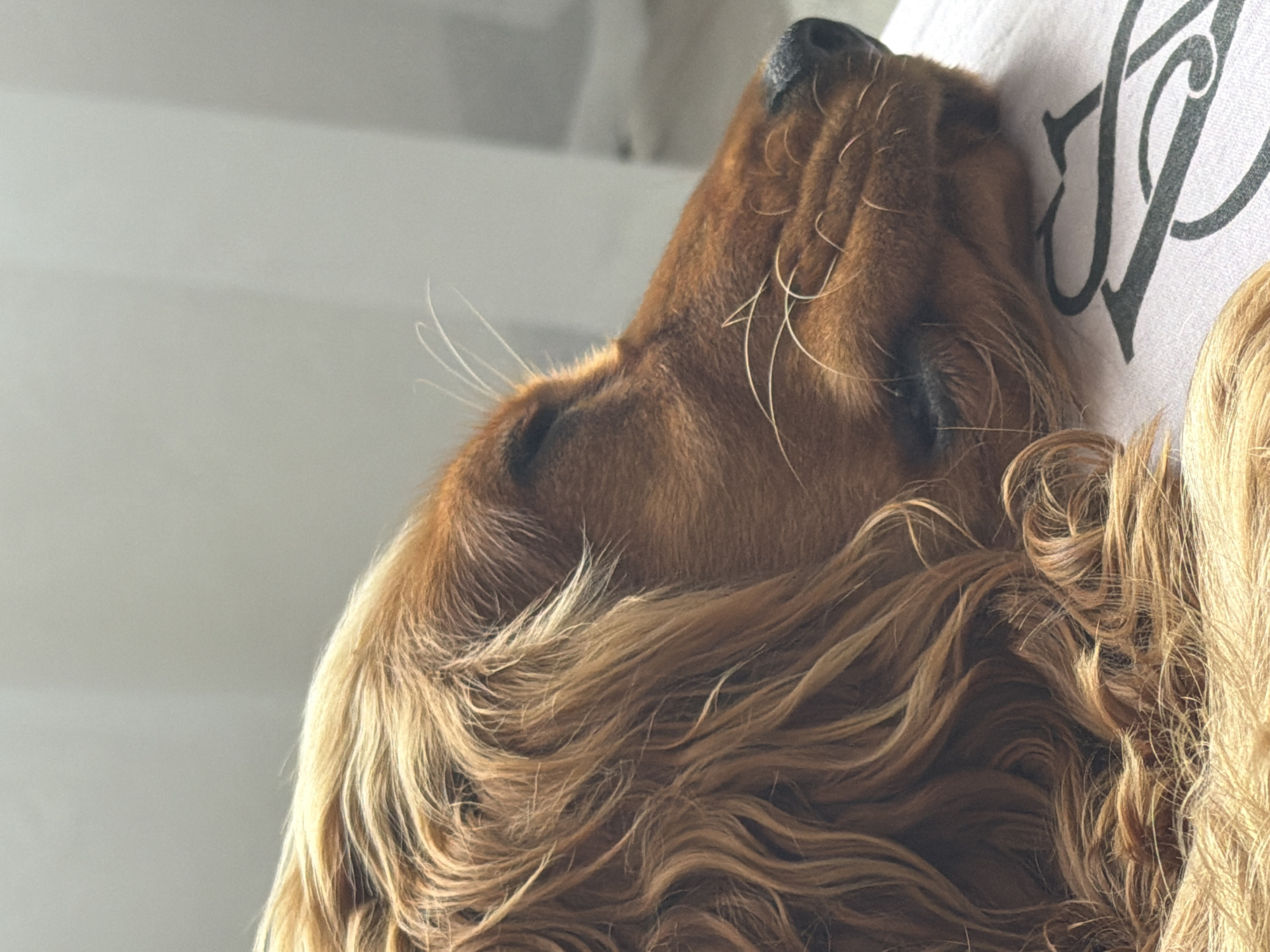 The image is a close-up, side profile of a tan-colored dog, likely a cocker spaniel, sleeping. The dog's eyes are closed, and its fur is a rich golden-brown with lighter strands. Its muzzle is resting on a light-colored surface with a dark, ornate letter "S" design visible. The background is out of focus, appearing as a muted, pale gray wall or curtain with vertical folds. The lighting suggests a soft, natural light source coming from the right, highlighting the texture of the dog's fur and casting subtle shadows. There is no indication of the dog's location within the city of Minsk, Belarus.