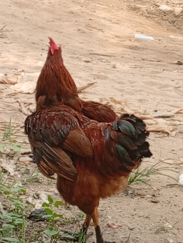 A reddish-brown rooster stands on light brown, sandy ground within the city of Owerri, Nigeria. The bird is positioned with its back slightly turned, its head and neck extended sharply upwards. A prominent red comb is visible at the apex of its head. The rooster's plumage is primarily reddish-brown, with darker, iridescent blue-green and black feathers evident on its tail and wing tips. The ground surface features sparse patches of green vegetation in the foreground and scattered pieces of light-colored, crinkled plastic debris throughout the sandy area. No other subjects or interactions are visible.