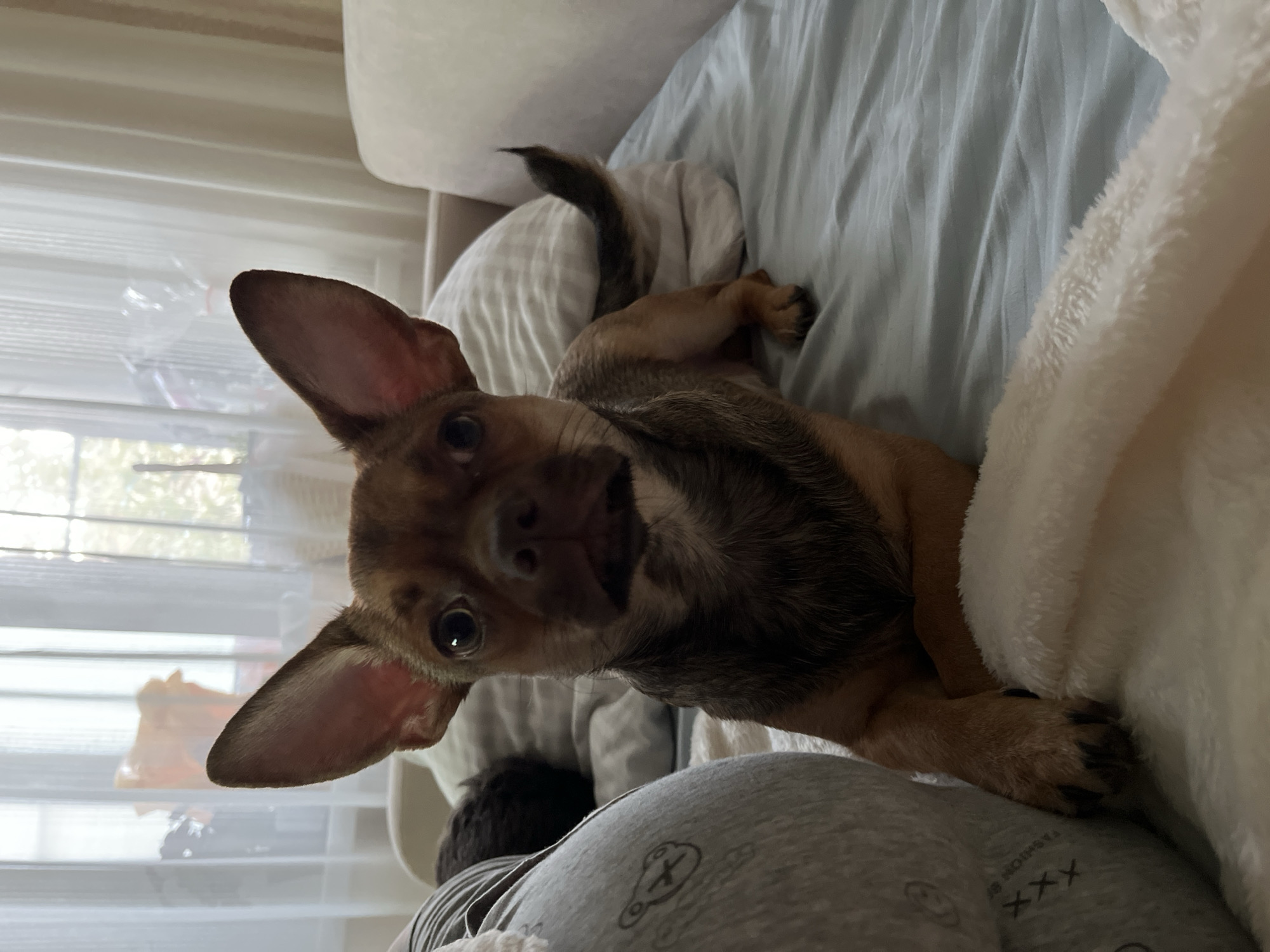A medium-shot, eye-level, indoor photograph shows a small, tan Chihuahua mix dog with large ears lying on a bed. The dog faces the camera, with its paws crossed in front. Behind the dog, a white pillow is visible, and to the left, a grey, plush object is partially in view. The background consists of sheer white curtains and a window, through which daylight streams in. The bed is covered with a light blue sheet and a white, fluffy throw blanket. The scene appears to be within a residential setting in Astrakhan, Russia.