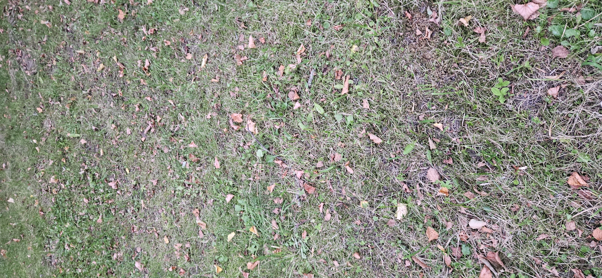 The image shows a close-up, overhead view of a patch of grass with scattered fallen leaves. The grass is a mixture of green and dry blades, with some sparse weeds and other small green plants growing amongst it. The leaves are mostly brown and reddish-brown, indicating they have fallen from trees and are beginning to decompose. The ground appears uneven in texture. There are no people or discernible man-made objects in the frame. The scene is consistent with a natural outdoor environment, possibly a lawn or a park area in the Мазалаўскі сельскі Савет, Belarus, during the autumn season.
