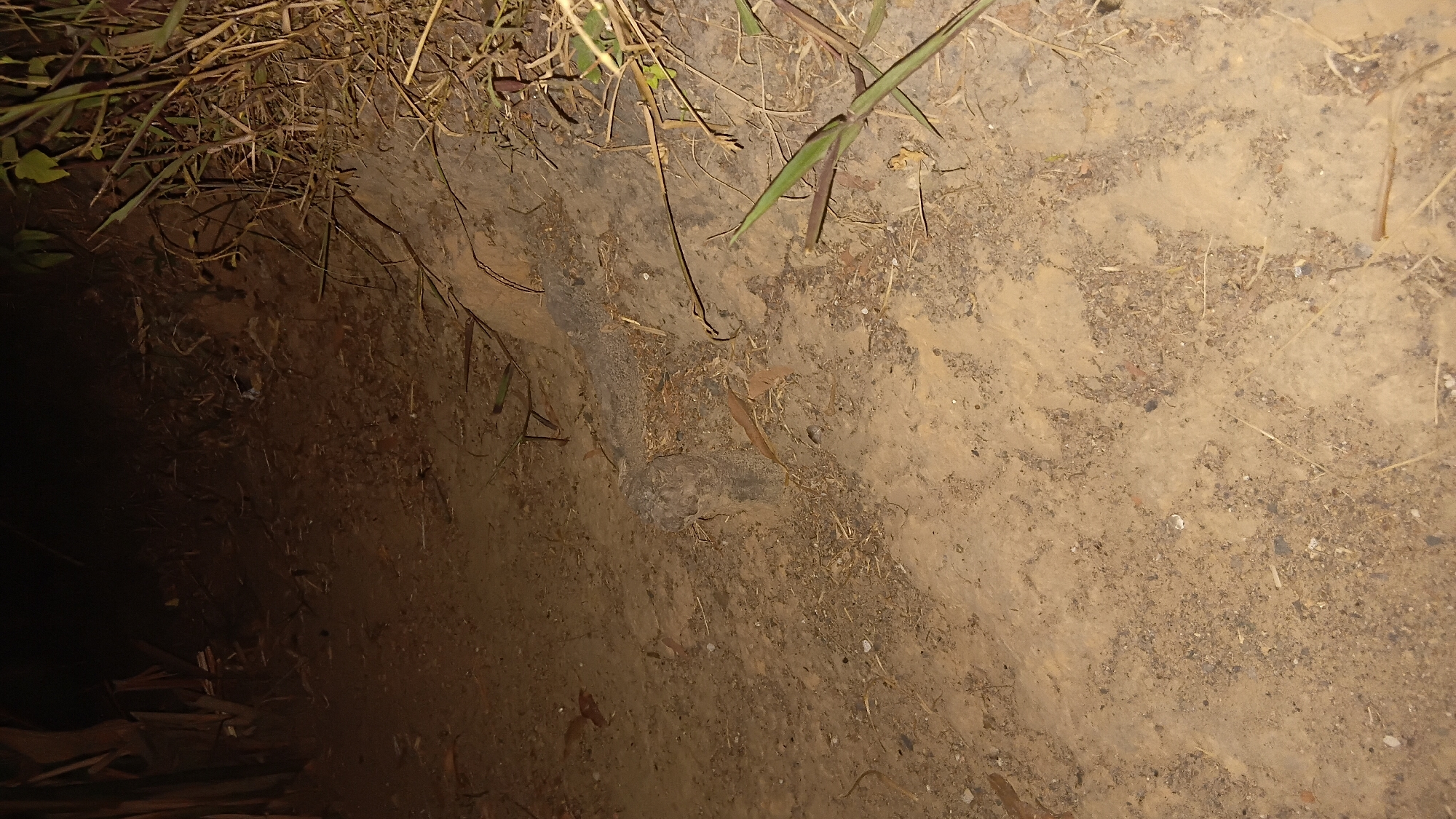 The image depicts a close-up, eye-level view of a dirt path in an outdoor environment. The path is uneven and appears to be at a slight incline, with loose dirt and small stones. Dried leaves and blades of grass are scattered across the surface. In the center of the image, a dark, cylindrical object, possibly a piece of wood or a root, is embedded in the dirt. To the right, the edge of the path is visible, with more dry grass and some green foliage growing. The background is dark and out of focus, suggesting the presence of vegetation or trees. The lighting indicates it might be dusk or a shaded area. The scene is devoid of any human presence or activity, and there are no discernible landmarks or features that would pinpoint its specific location within Prabumulih, Indonesia.
