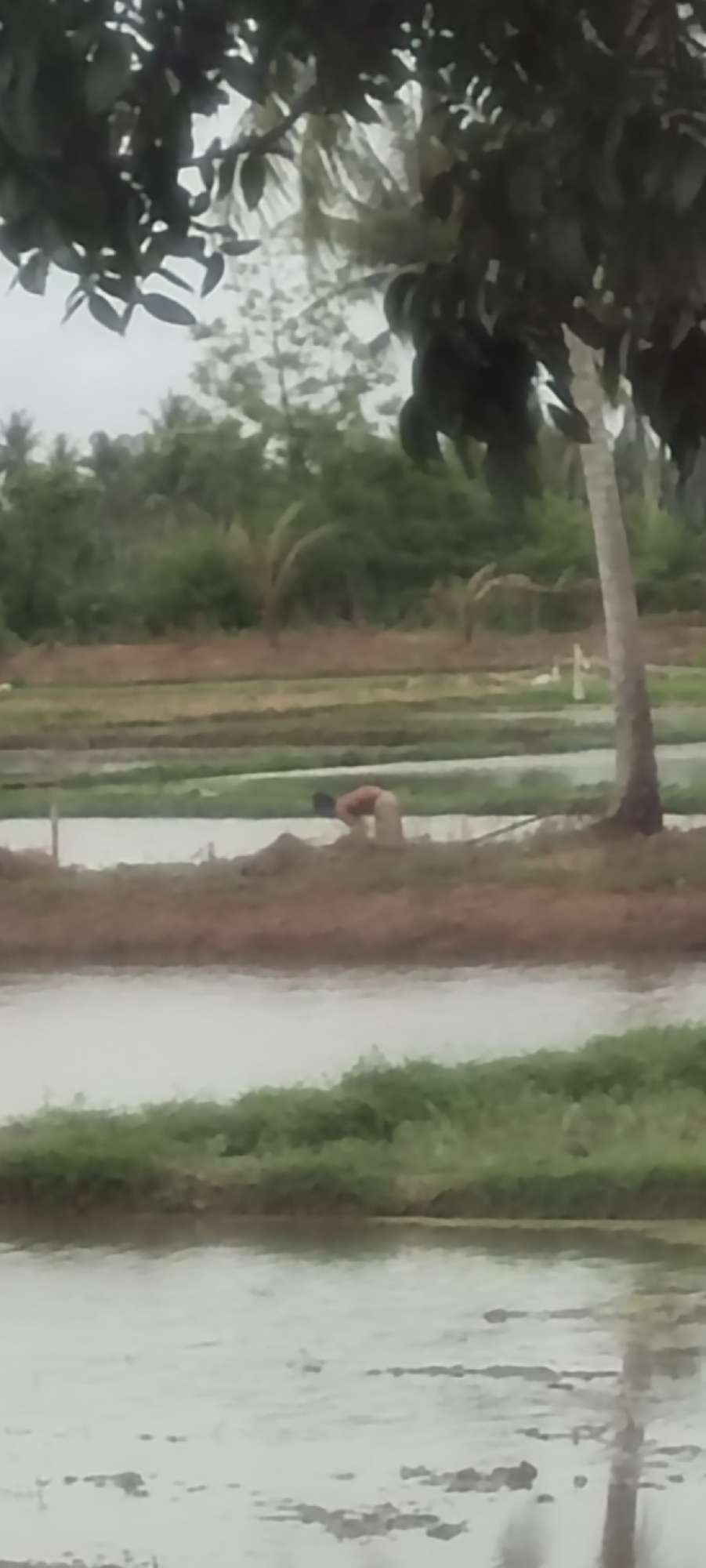 A person is tending to a rice paddy in Keudeteupinpunti, Indonesia. The person, wearing light-colored shorts and a reddish-brown top, is bent over and appears to be working with the soil. The rice paddy is flooded with water, and the surrounding environment is lush with greenery, including trees and vegetation. A coconut tree is visible on the right side of the frame. The sky is overcast.