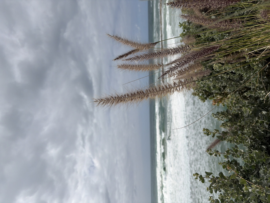 The image depicts a coastal scene in Tel Aviv-Yafo, Israel. In the immediate foreground, positioned on the right side and extending upward, is a dense cluster of tall, feathery, brownish-purplish ornamental grass plumes. To the left and slightly below these grasses, green-leafed shrubs and bushes with lighter green undersides on their leaves are visible. The mid-ground features the Mediterranean Sea, characterized by numerous white-capped waves breaking towards the shore, with the water appearing greenish-blue. A faint, dark linear structure is discernible on the distant sea horizon. The entire upper two-thirds of the image is filled with a heavily overcast, uniformly grey sky. No individuals, animals, or direct human activity are present within the frame.