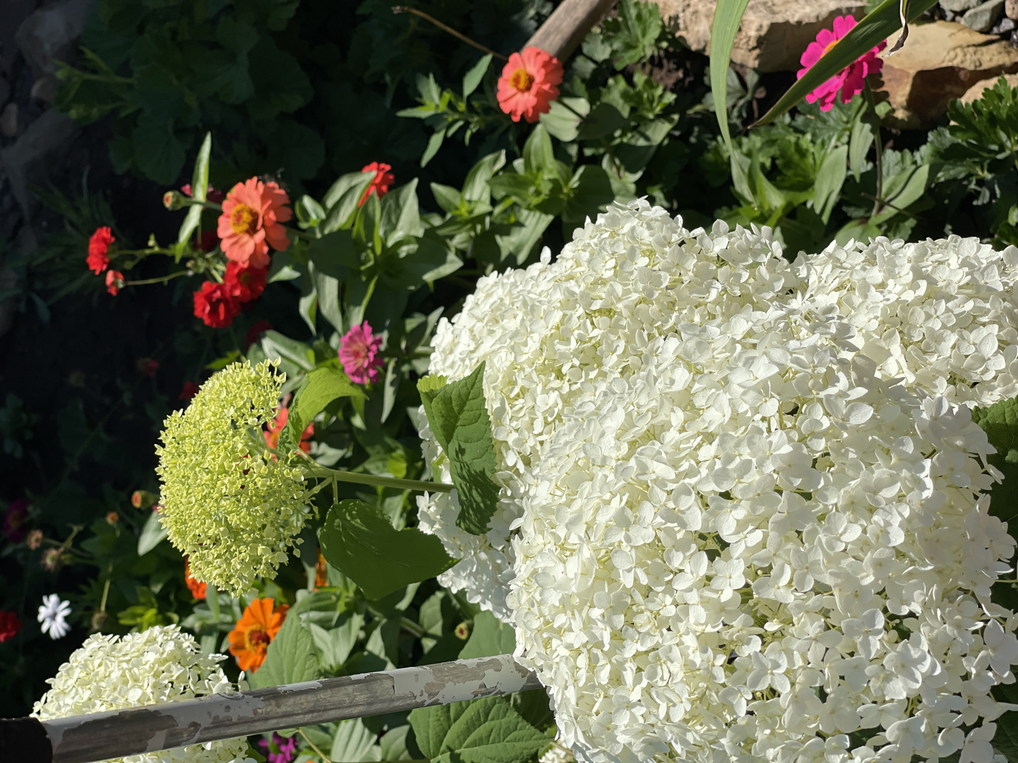The image captures a close-up view of a white hydrangea bloom in the foreground, its petals densely packed and illuminated by sunlight. To the left, a portion of a weathered grey pole is visible, likely a support for the plant or a garden structure. Behind the hydrangea, a cluster of smaller, light green hydrangea florets is also in focus, indicating different stages of bloom. The background reveals a vibrant garden scene with a variety of colorful flowers, including orange and red zinnias, and a single white aster. Lush green foliage fills the spaces between the blooms, and a rough, textured surface, possibly rocks or a garden border, is present on the right side of the frame. The overall setting appears to be a well-maintained garden. The location is identified as Tatar-Kargala, Russia.