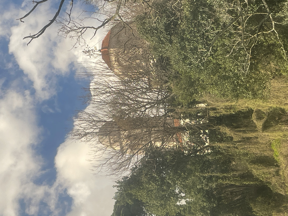 The image displays a partial view of the Savina Monastery complex in Herceg Novi, Montenegro, observed from a lower vantage point through dense vegetation. In the background, under a blue sky with scattered white clouds, a light-colored bell tower with a rounded dome is visible on the left. To the right, another building features a reddish-orange tiled dome roof, topped by a metallic cross-like structure. The foreground and midground are characterized by a mix of deciduous trees with bare branches and evergreen trees with dense green foliage. Numerous hanging vines and creepers are present, particularly in the lower half of the frame. No individuals are visible, and no discernible actions or interactions are occurring. The scene is illuminated by natural daylight.