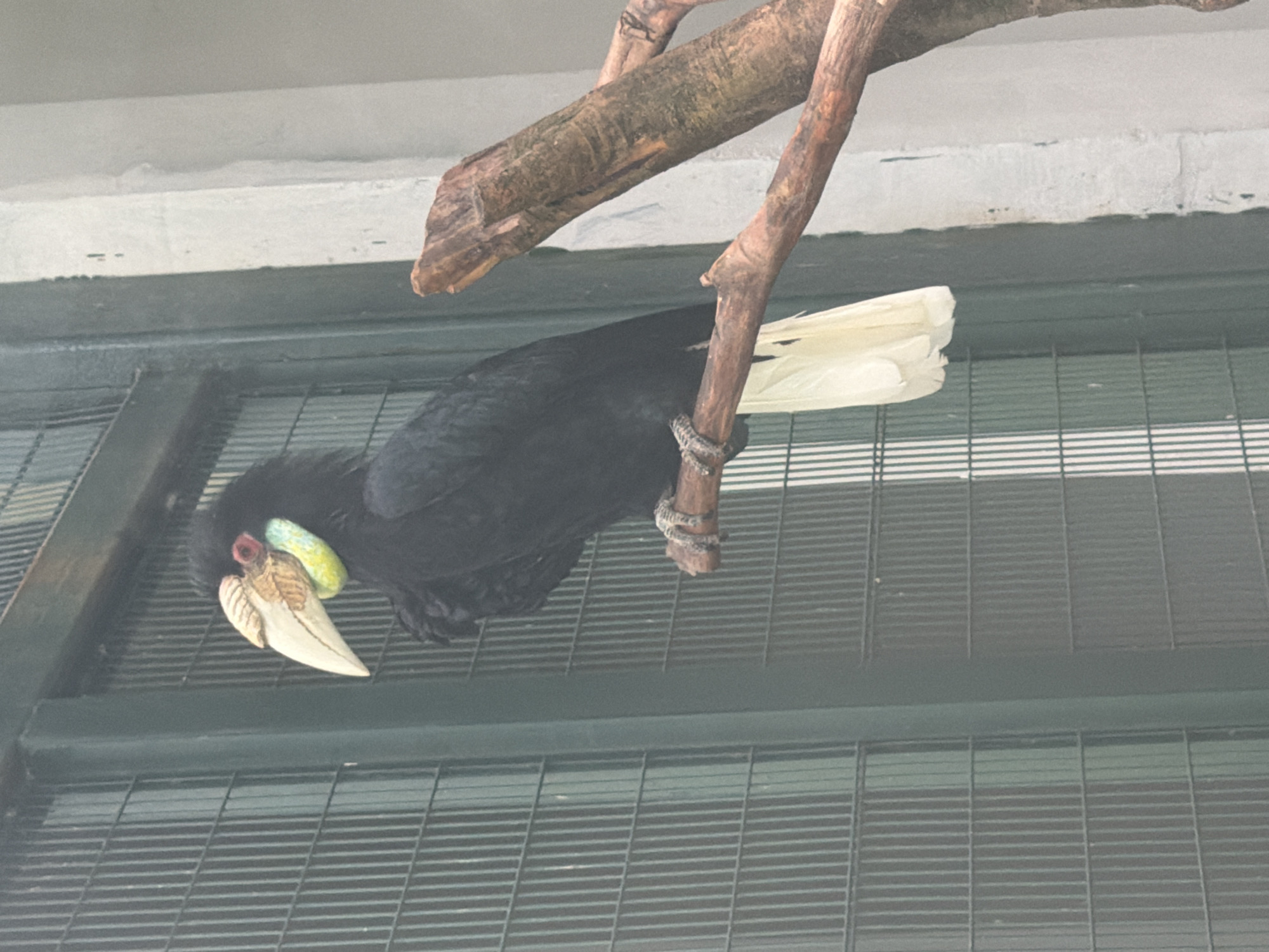 A black bird with a large, pale yellow and brown beak is perched on a branch. The bird has red skin around its eyes and a yellow patch of skin below its beak. Its tail is white. The bird is in an enclosure, indicated by a green metal fence in the background and a textured white wall to the right. The branch is rough and brown. This image was taken in Jiulongpo District, China.