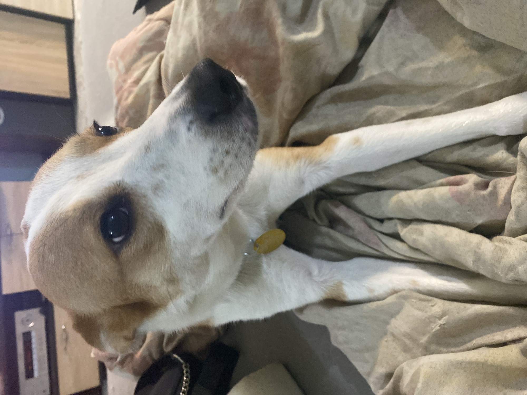 A close-up, indoor, slightly angled shot shows a medium-sized dog resting on a tan and pink patterned blanket. The dog has white and tan fur, a black nose, and a yellow tag on its collar. The dog is looking up and to the left. A black object and a chain are visible near the bottom left of the frame, and part of a white appliance is visible in the background. No location can be determined from the image, including the city of Varna, Bulgaria.