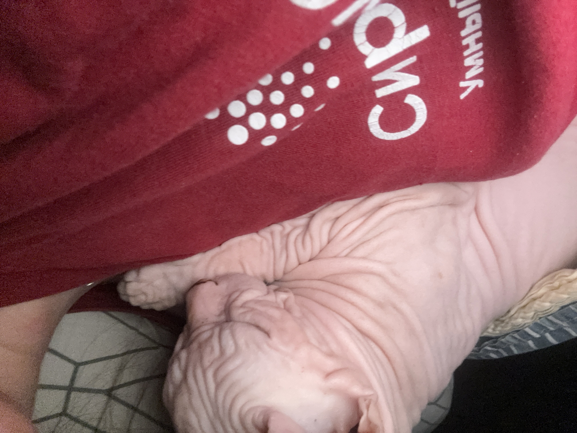 A close-up, eye-level shot shows a light pink Sphynx cat napping, its head resting on the shoulder of a person wearing a red shirt with white text and a pattern of white dots. The cat's skin is wrinkled, and its eyes are closed. The background is out of focus and includes a dark area, a striped blanket, and a geometric patterned surface. The image appears to be taken indoors. There is no visible information to determine the location in Krasnoyarsk, Russia.
