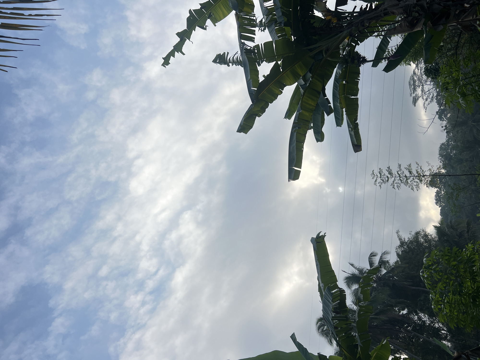 The image depicts a tropical landscape under a sky filled with thin, wispy clouds. In the foreground, large banana leaves dominate the frame, with some reaching towards the viewer. The leaves are dark green and appear to be swaying slightly. In the background, a dense canopy of various trees, including palm trees, forms a dark green layer beneath the sky. Power lines are visible crisscrossing the scene horizontally. The overall impression is one of natural abundance and a somewhat overcast, humid atmosphere, characteristic of a rural or semi-rural tropical environment like that found in Payaman, Indonesia.
