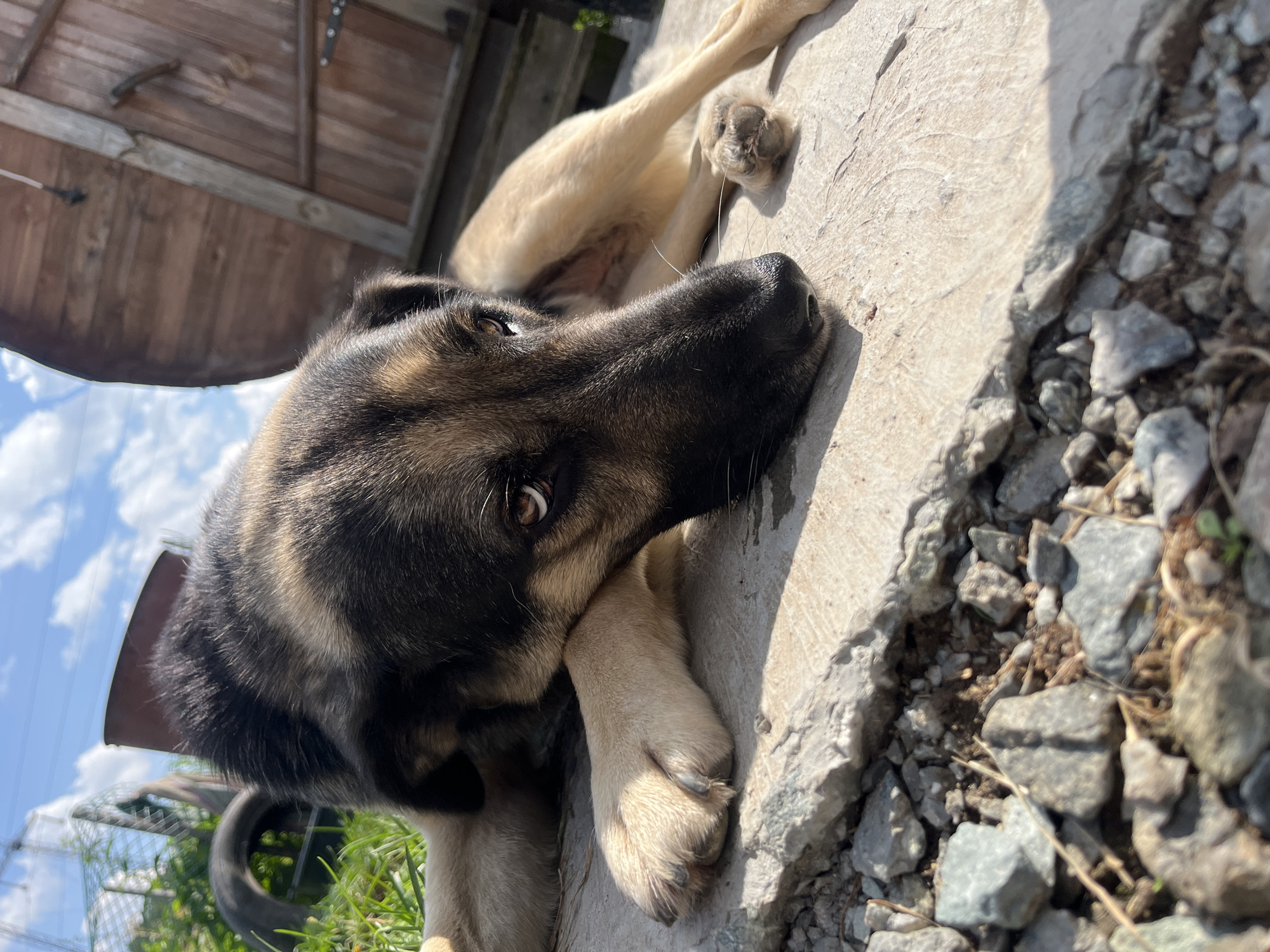 A German Shepherd-type dog lies on a concrete surface, its head resting on its paws. The dog has tan and black fur, with light brown eyes looking towards the camera. Its body is partially visible, with tan legs and paws. The background includes green grass, a black tire, a wooden structure resembling a gate or door, and a blue sky with scattered white clouds. The foreground shows rough concrete and small grey stones. The scene appears to be outdoors, possibly in a yard or an undeveloped area. The lighting suggests it is daytime. There are no people or other animals visible in the image. The location is an outdoor area in Nizhny Tagil, Russia, characterized by a mix of rough terrain and utilitarian structures.