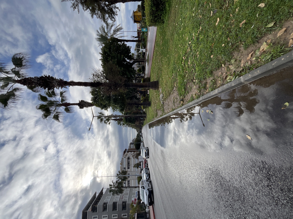 The image depicts a wet urban street in Alanya, Turkey, under an overcast sky with patches of brighter light. The perspective is longitudinal, looking down a multi-lane asphalt road. On the left, a row of multi-story buildings, characterized by light-colored facades and balconies, lines the thoroughfare. A partial "STAR" sign is visible on one building. Multiple vehicles, including a white sedan and a silver hatchback, are parked parallel to the curb on the left, with additional vehicles visible further down the street. The road surface is visibly wet. A distinct, elongated puddle stretches along the concrete curb separating the road from a wide median strip. This puddle provides clear reflections of the sky and the tall, segmented trunks and fronds of several palm trees (likely Phoenix canariensis) that are regularly spaced within the median. The median also features green grass interspersed with areas of exposed earth and scattered dry leaves, along with smaller evergreen trees and shrubs. Modern streetlights, equipped with dual luminaires, are positioned above the road and median. In the far distance on the right side of the median, a small, yellow-painted structure with a red, sloped roof is identifiable. No individuals are clearly visible within the frame. The scene indicates recent precipitation.