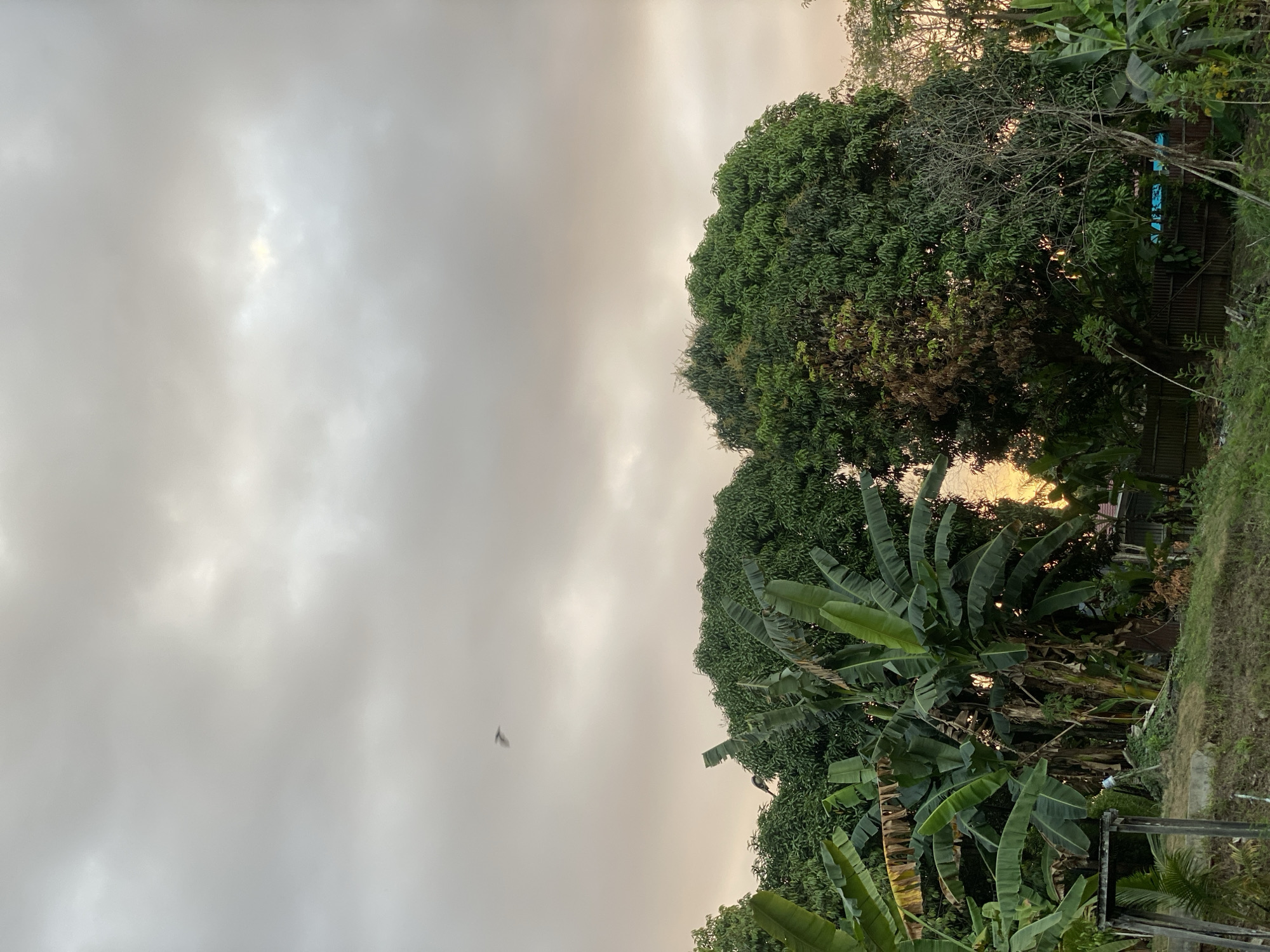 The image depicts a tropical outdoor scene at dusk in Banjarbaru, Indonesia. A dense canopy of green foliage, including banana trees and mature mango trees, dominates the lower half of the frame. The trees are lush, with broad banana leaves fanning out and the textured leaves of the mango trees forming rounded crowns. In the upper portion of the image, the sky is overcast with muted gray and pale orange clouds, indicating the setting sun. A single bird is captured in flight against the sky. The foreground features a sloped area covered in dry grass and some scattered vegetation. A rustic wooden structure, possibly a fence or part of a building, is visible on the left side. A corrugated metal fence runs horizontally behind the trees, suggesting a boundary. The overall impression is a natural, somewhat unkempt landscape at the transition from day to night.