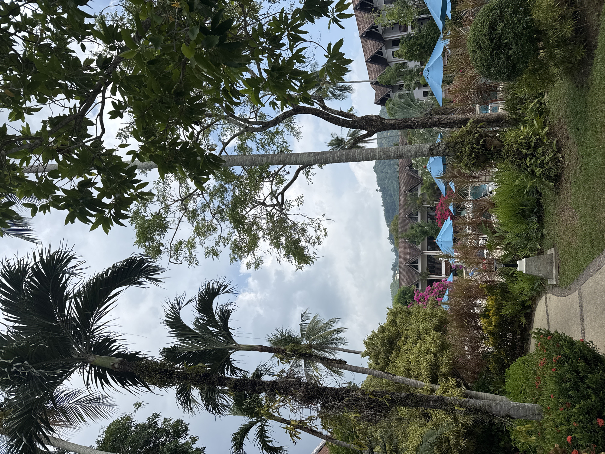This image captures a lush tropical resort or hotel setting in Patong, Thailand, under a partially cloudy daytime sky. The scene is dominated by vibrant green foliage and tropical architecture, conveying a peaceful vacation atmosphere.
In the foreground, on the right, a winding paved pathway with a stone border curves through well-maintained grass and dense bushes, some adorned with small red flowers. Several tall palm trees with visible trunks and fronds frame the left side, reaching towards the sky. Other leafy trees with dark green canopies are scattered throughout the scene.
The midground features several multi-story resort buildings with distinctive brown tiled roofs, consistent with Southeast Asian architecture. Numerous light blue parasols are strategically placed, likely shading outdoor seating or poolside areas, though a swimming pool is not directly visible. Between the buildings and the foreground path, there's a rich variety of tropical plants, including flowering bushes with pink and purple blooms, contributing to the vibrant landscape.
In the background, a verdant, tree-covered mountain range stretches across the horizon, adding depth to the scene. The sky above is a mix of bright white and light blue, indicating a partly cloudy day. There are no people visible, and no specific activity is taking place, allowing the natural and built environment to be the primary focus. No text is visible in the image.