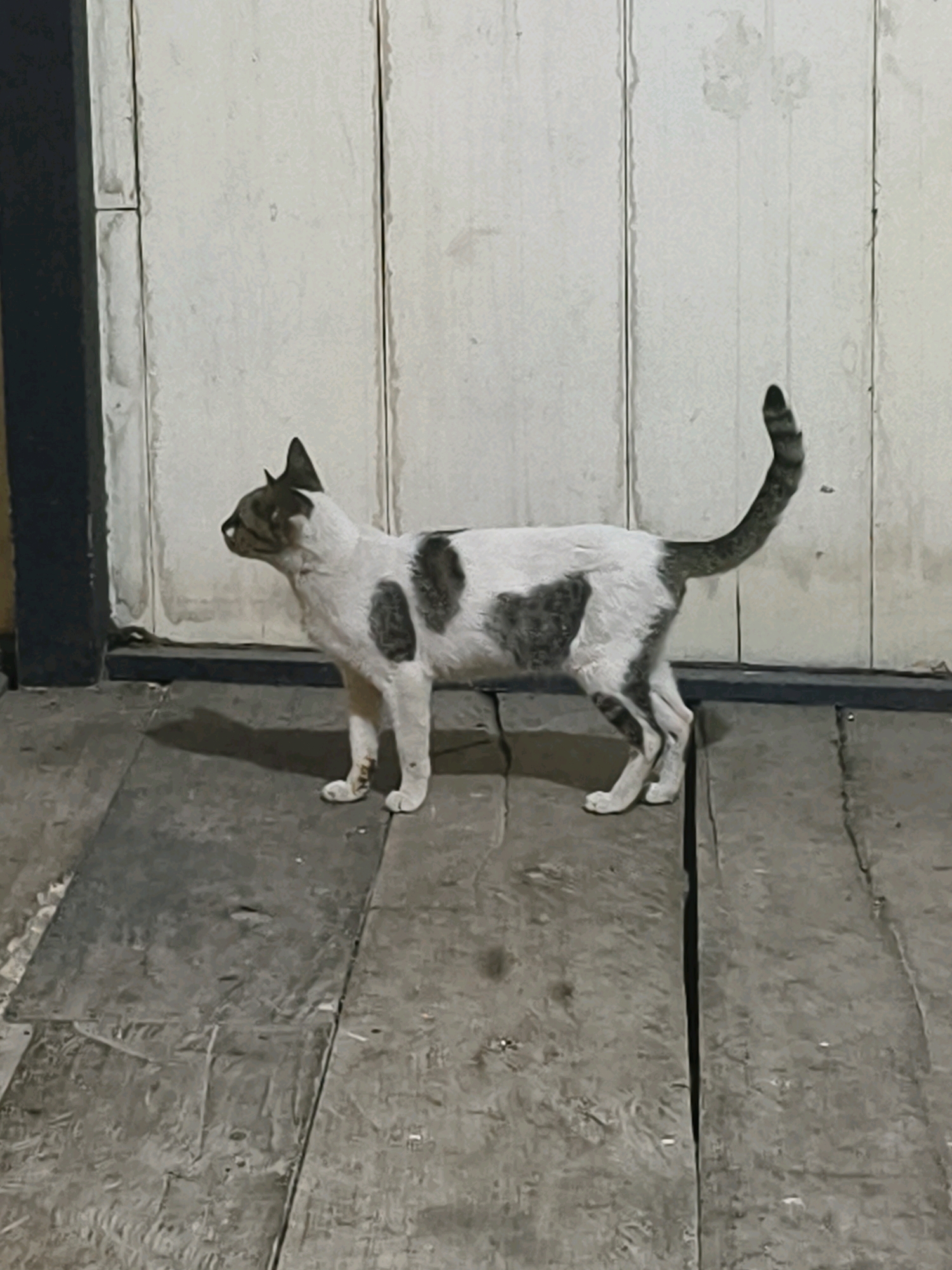 A white cat with dark grey patches stands on a weathered wooden floor in front of a vertical wooden wall. The cat is facing left, with its tail raised. The environment appears to be an outdoor or semi-outdoor space, possibly a porch or alleyway in Muara Bulian, Indonesia, given the rustic construction. The lighting suggests it is either dusk or a dimly lit interior. The wooden planks of the floor are irregularly spaced and show signs of wear and tear. The wall behind the cat is also made of vertical wooden planks, painted white but with visible dirt and discoloration.