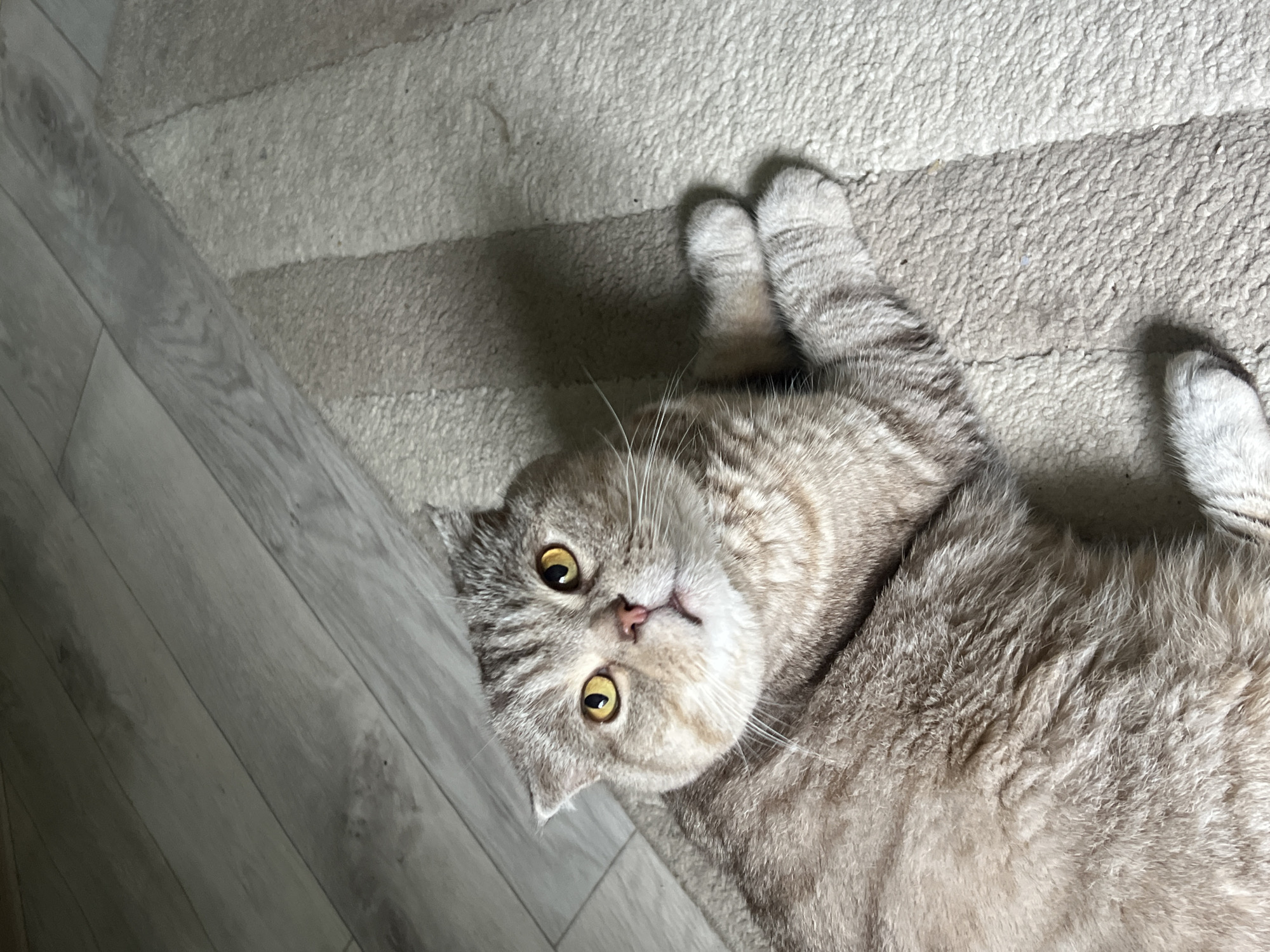 A Scottish Fold cat with tabby markings and yellow eyes lies on a carpeted floor next to a wooden floor. The cat's ears are folded down. The scene appears to be indoors in a domestic setting. The provided information does not offer any clues about the location in the city of Chaikovsky, Russia.