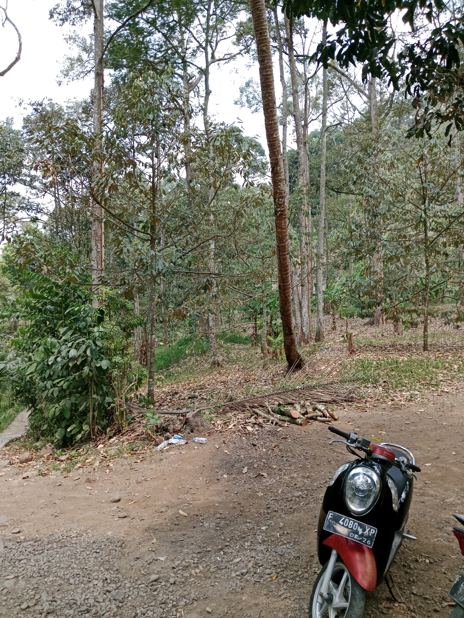 The image depicts an outdoor scene in a rural or semi-rural area, likely within a durian plantation, based on the presence of numerous tall trees with characteristics typical of durian trees, as suggested by the context of Leuwikoja, Indonesia. In the foreground, a black and red scooter with license plate "F 4080 XP" is parked on a dirt and gravel path. To the left of the scooter, a dense cluster of green leafy plants, possibly coffee plants, grows vigorously. The path leads uphill and curves to the left, disappearing into the foliage. Scattered on the ground are fallen leaves, twigs, and a small pile of cut logs. In the background, the dense canopy of durian trees stretches into the distance, creating a shaded, natural environment. A few plastic bottles and wrappers are visible on the ground near the edge of the path. The lighting suggests it is daytime, with diffuse light filtering through the trees. There are no people visible in the image.